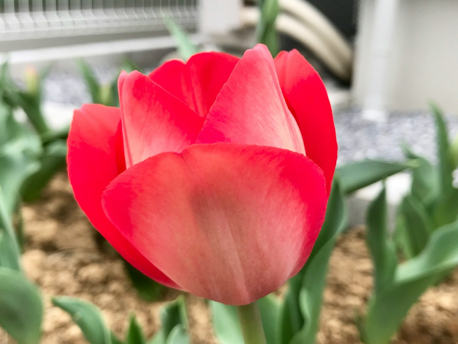 Fiore di tulipano rosso vibrante in fiore