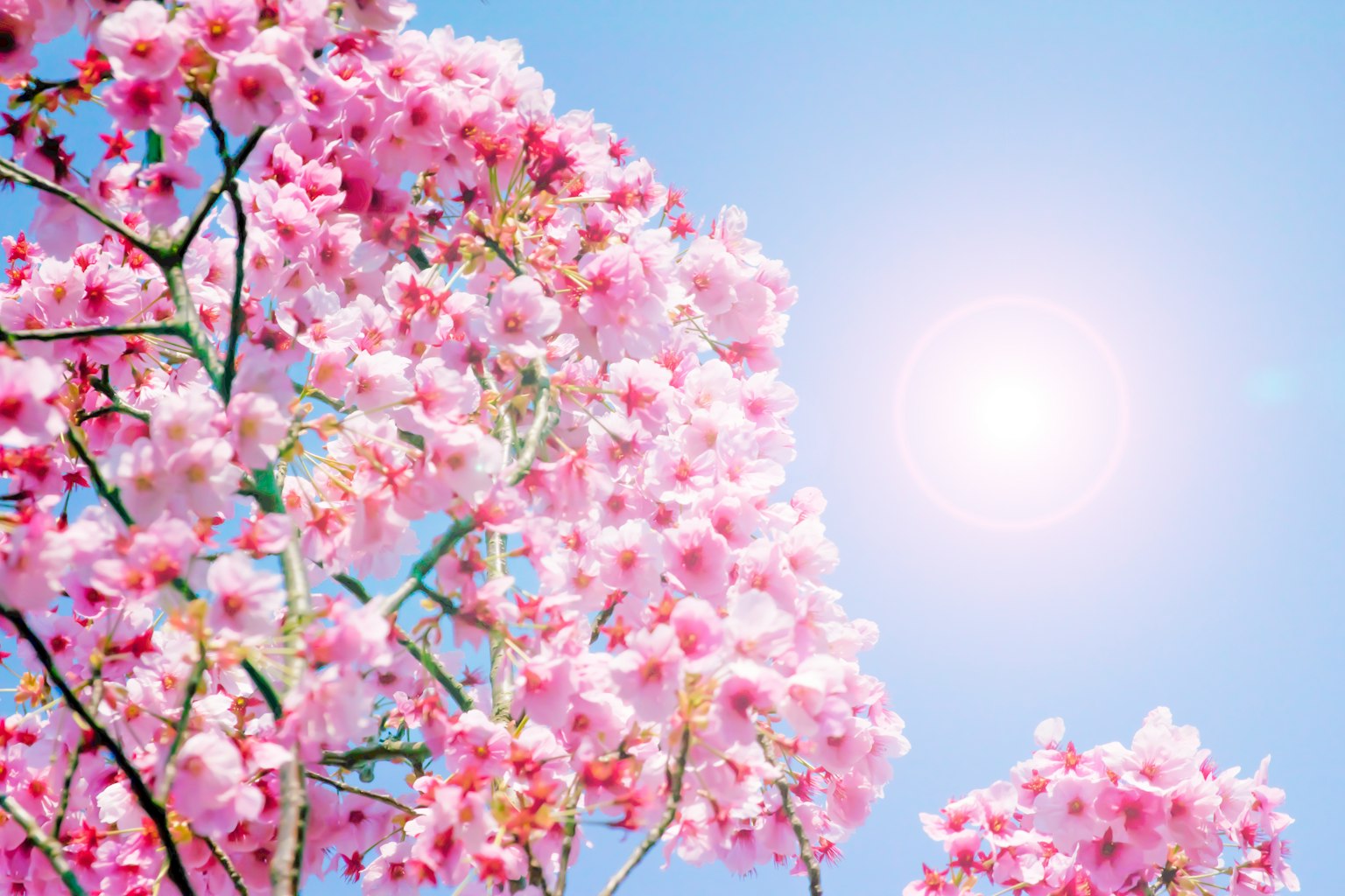 Close-up of pink flowers against a blue sky