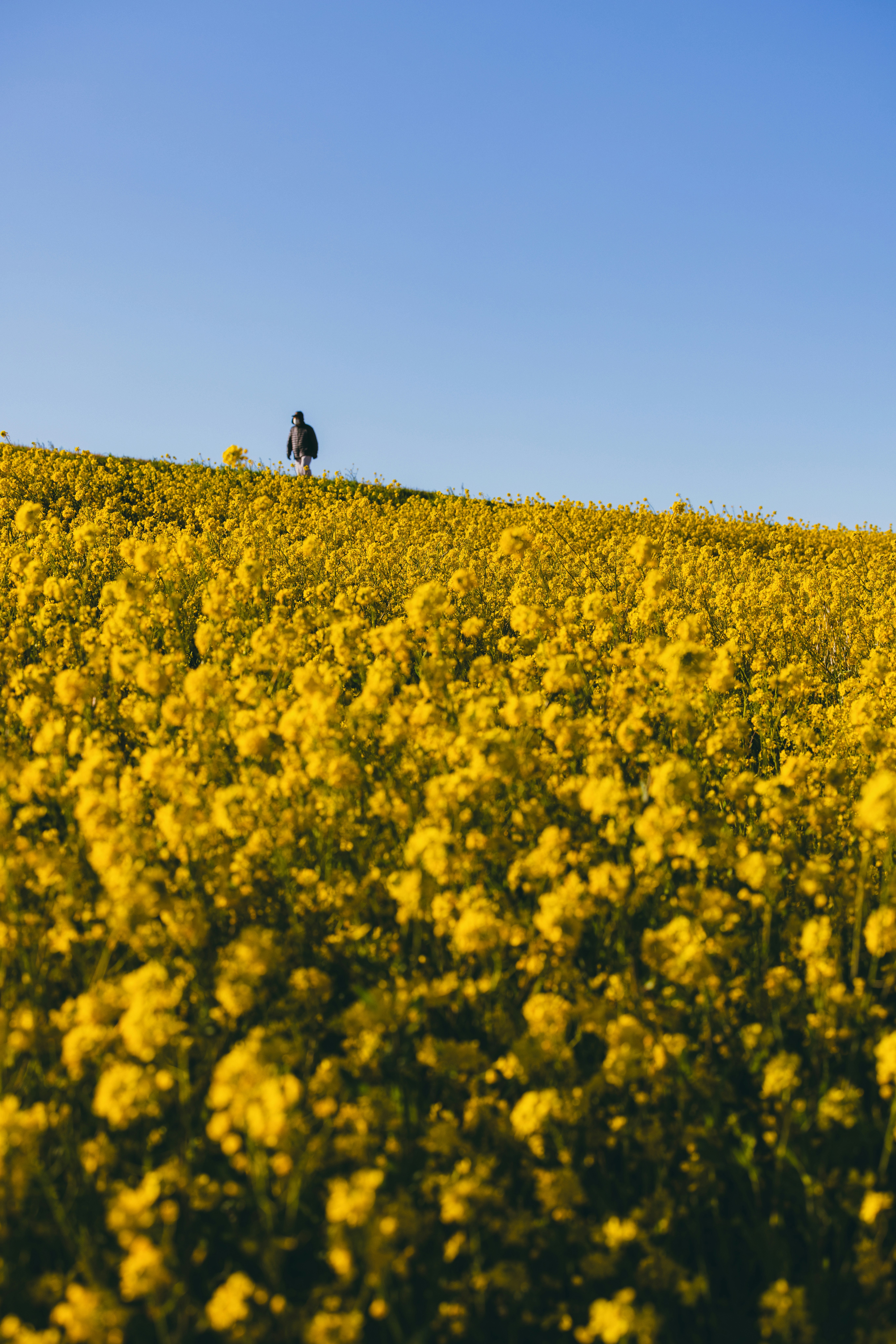 a mustard flower field on a hill lit by the setting sun