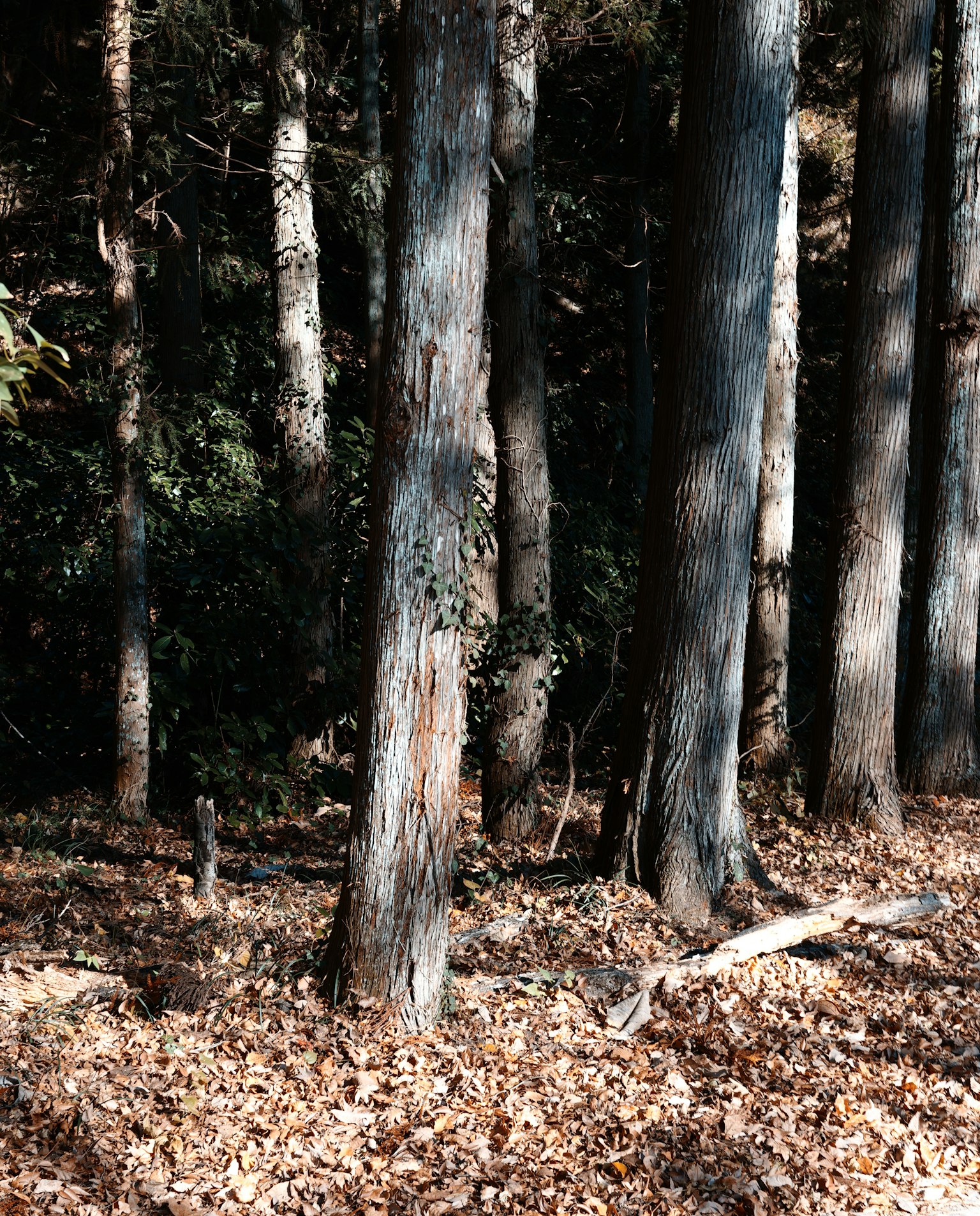 Escena de bosque con árboles sobre hojas caídas