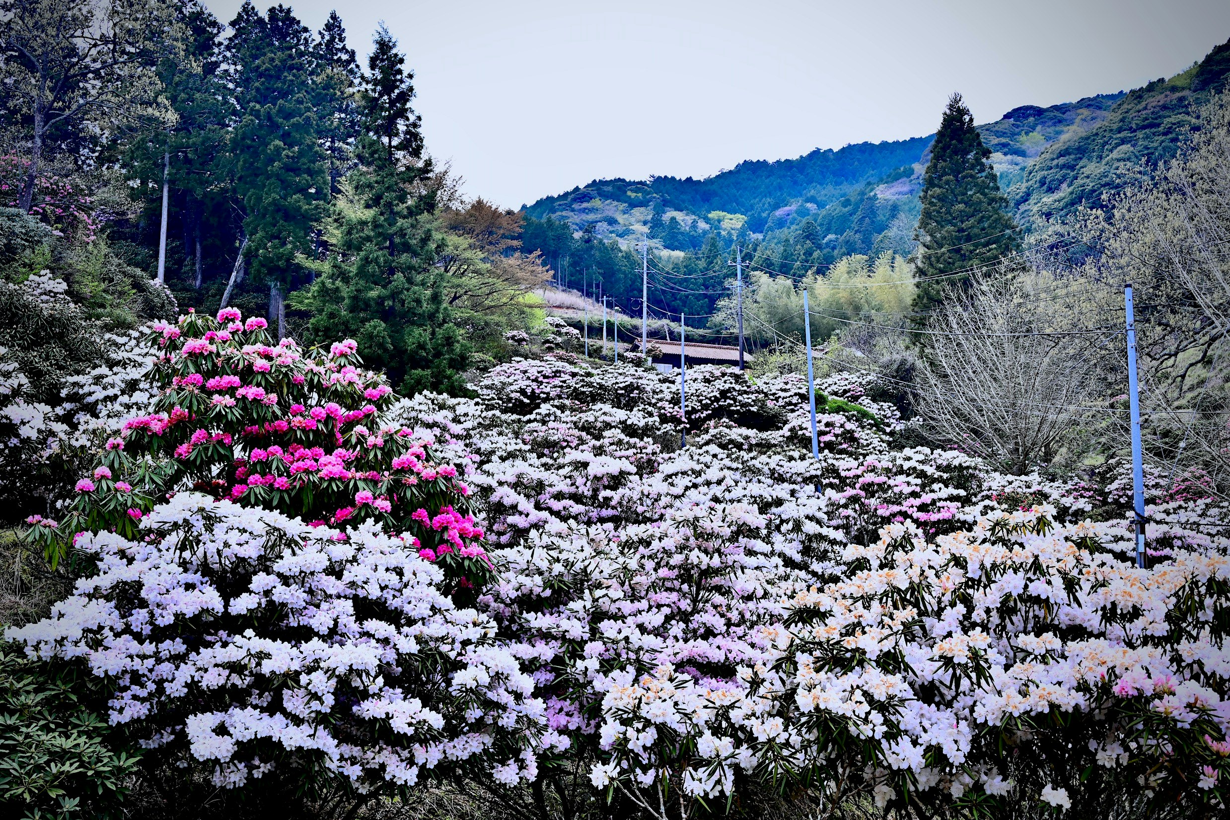 斜面に咲くツツジと山並みの自然風景