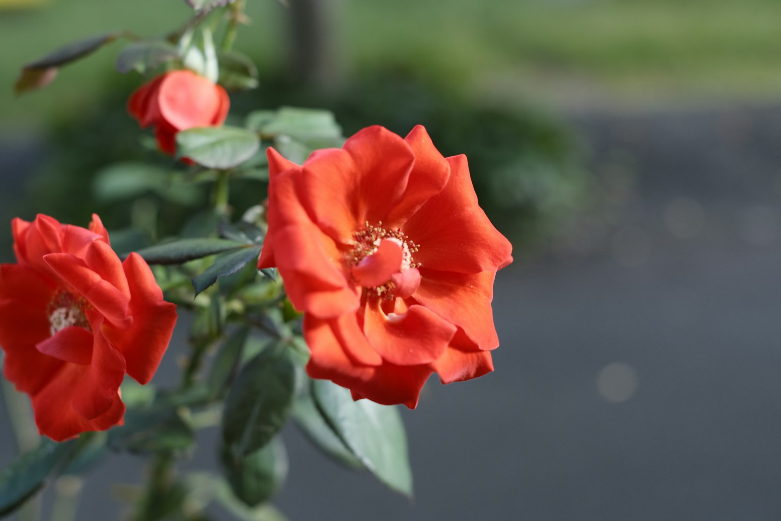 Fleurs de rose rouges vives en fleurs sur une tige verte