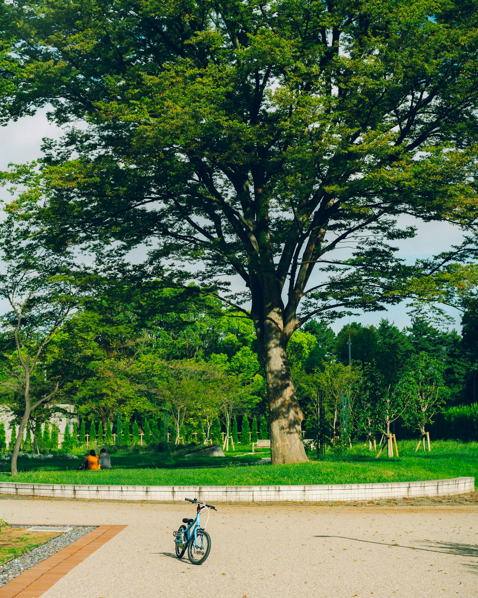Un grande albero in un parco spazioso con una bicicletta