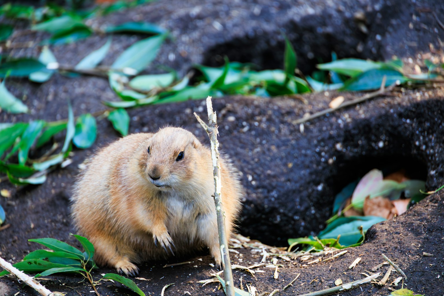 A prairie dog sitting on the ground surrounded by leaves and burrows