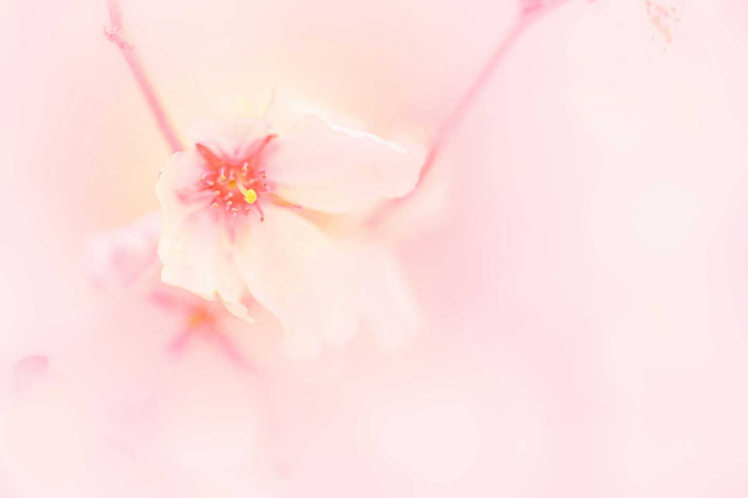 Nahaufnahme einer Kirschblüte vor einem sanften rosa Hintergrund