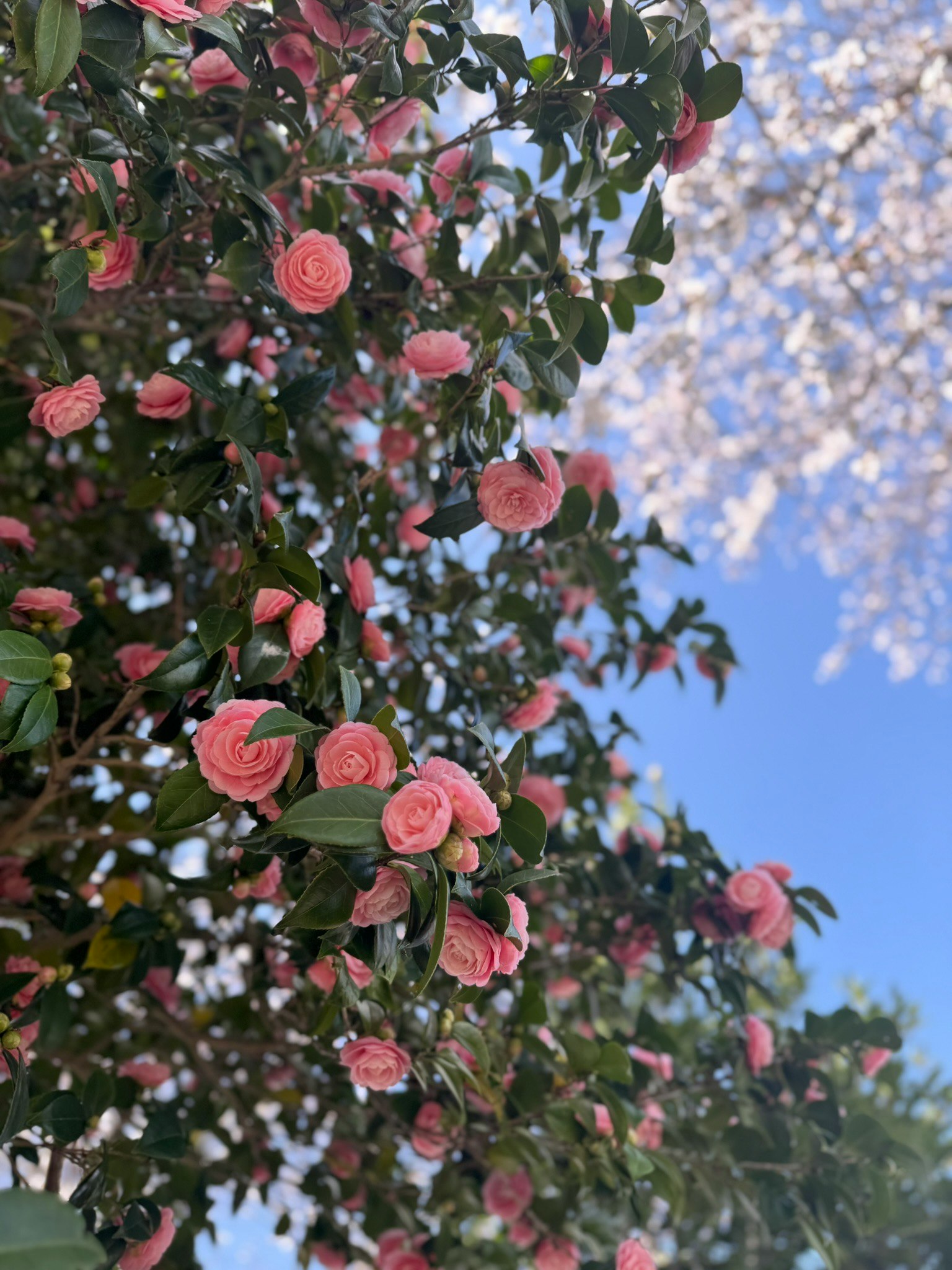Un albero con fiori rosa e foglie verdi sotto un cielo blu