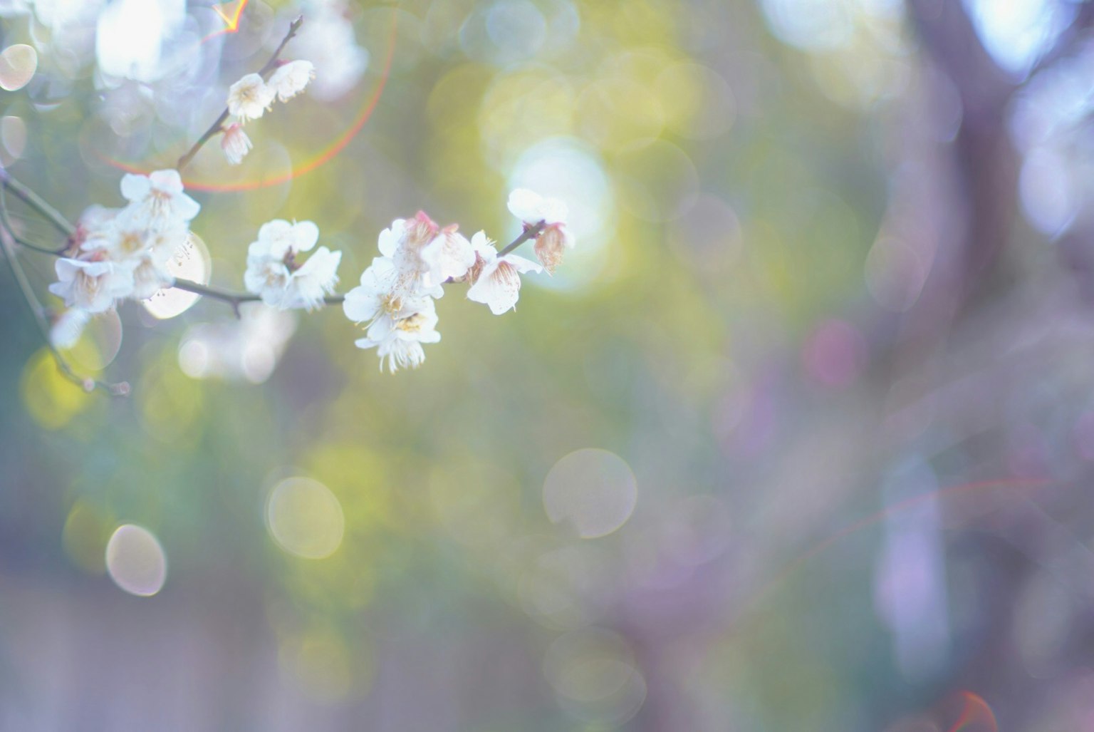 A branch of white flowers blooming with a blurred background