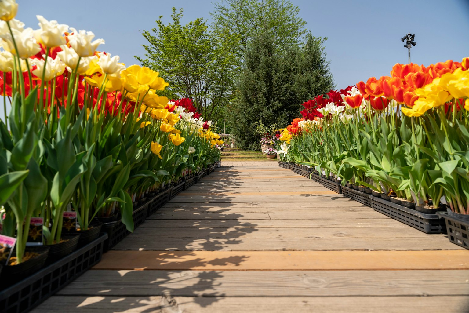 Un sentiero in legno fiancheggiato da tulipani colorati in piena fioritura