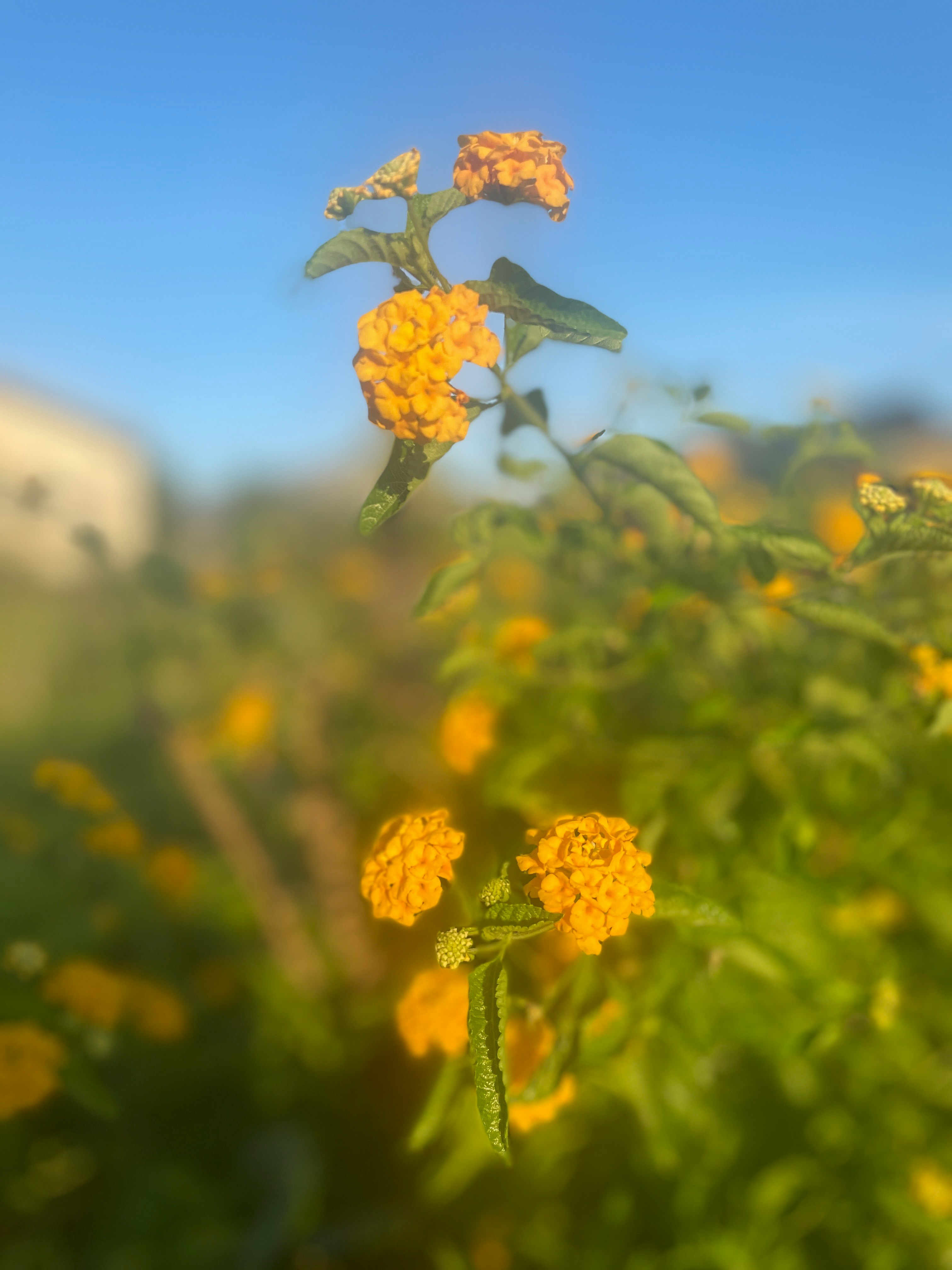 黄色い花が咲く草花畑のボケ背景