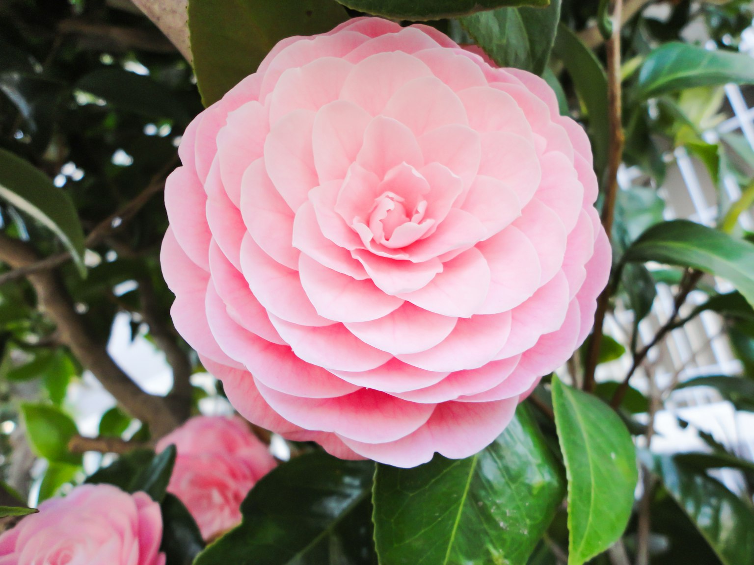 Hermosa flor de camelia rosa visible entre las hojas