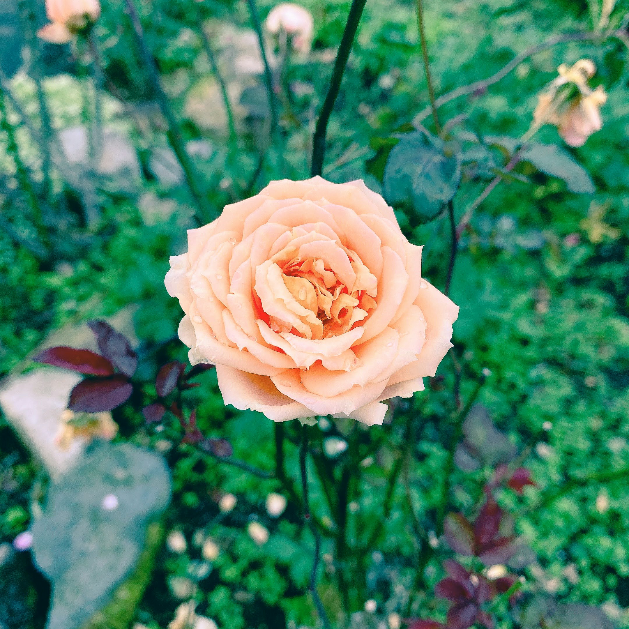 緑の花壇で咲く淡いピンクのバラの花