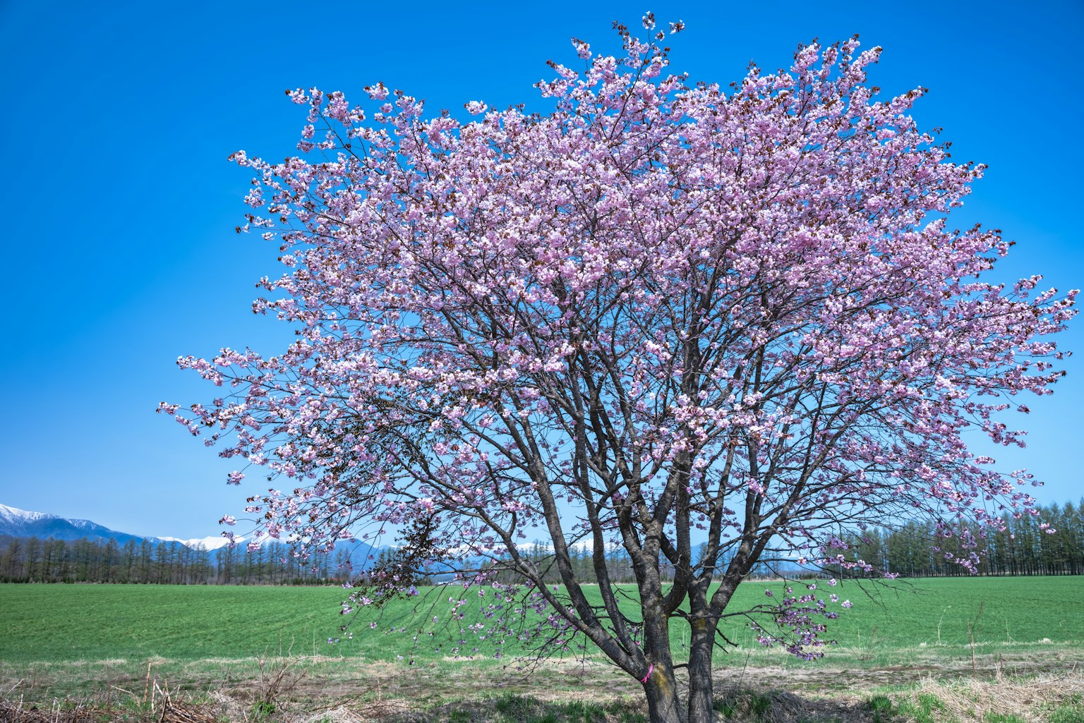 Cherry blossom tree in full bloom under a blue sky with green fields