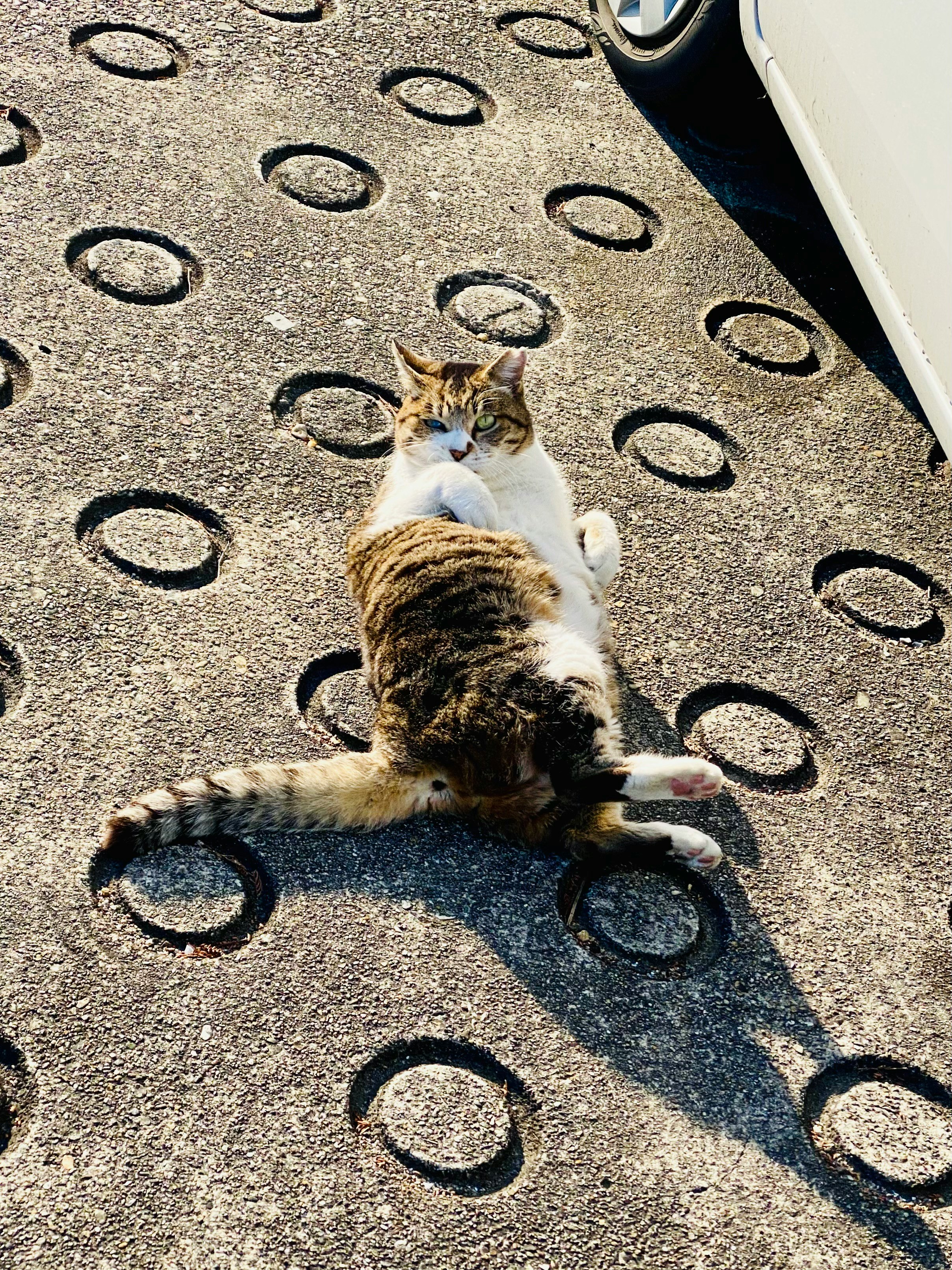 肉球の足あと模様の床でじゃれ合う子猫