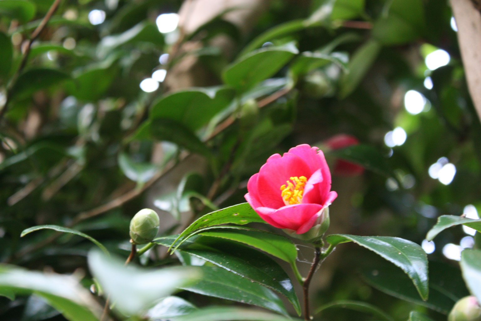 Pink camellia flower with yellow center among green leaves