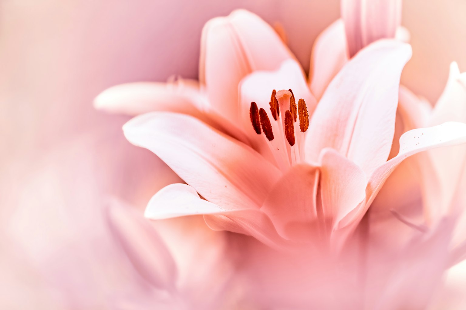 柔和粉色花瓣的美麗百合花特寫