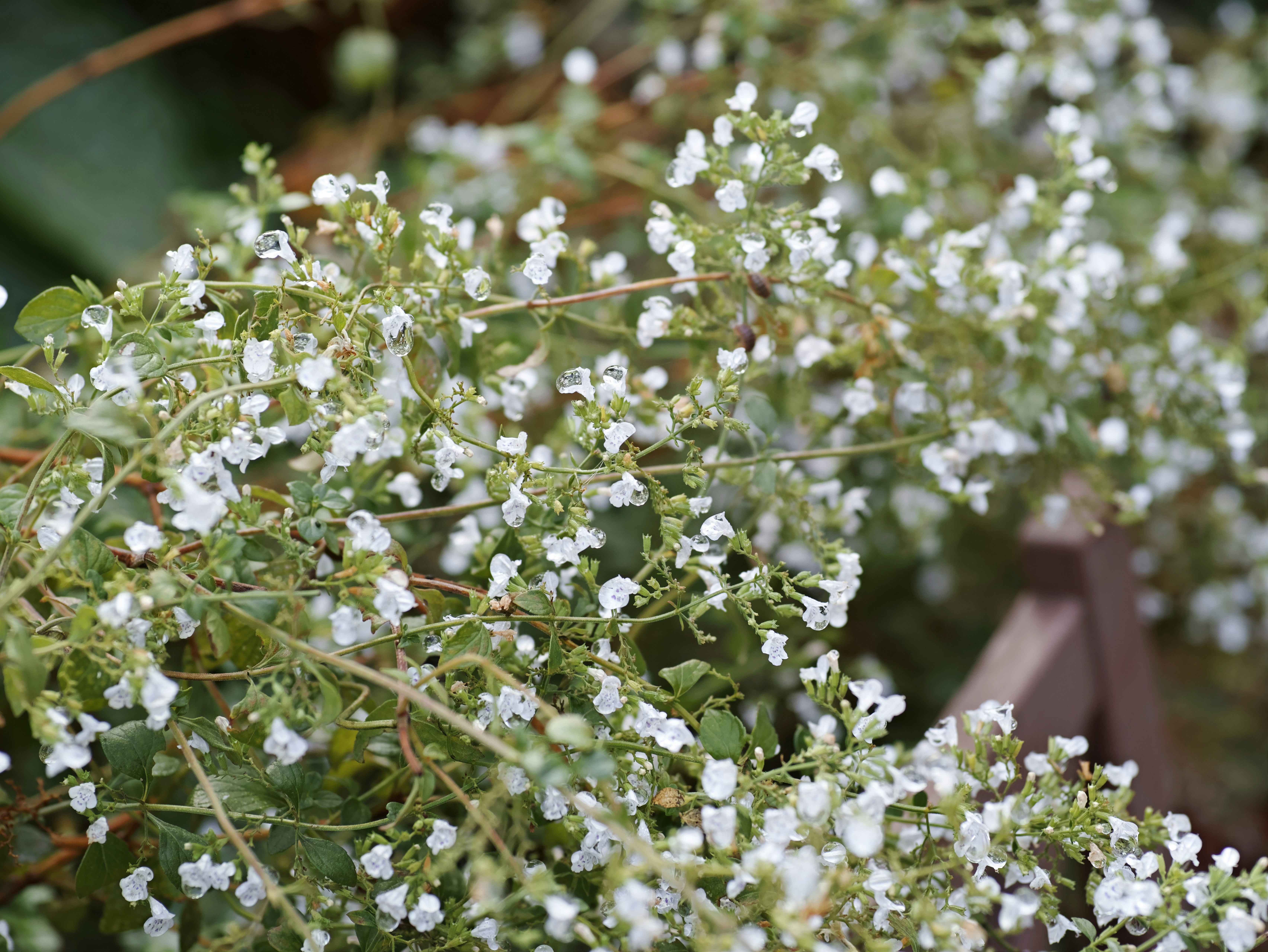 白い小花が咲く緑の植物のクローズアップ
