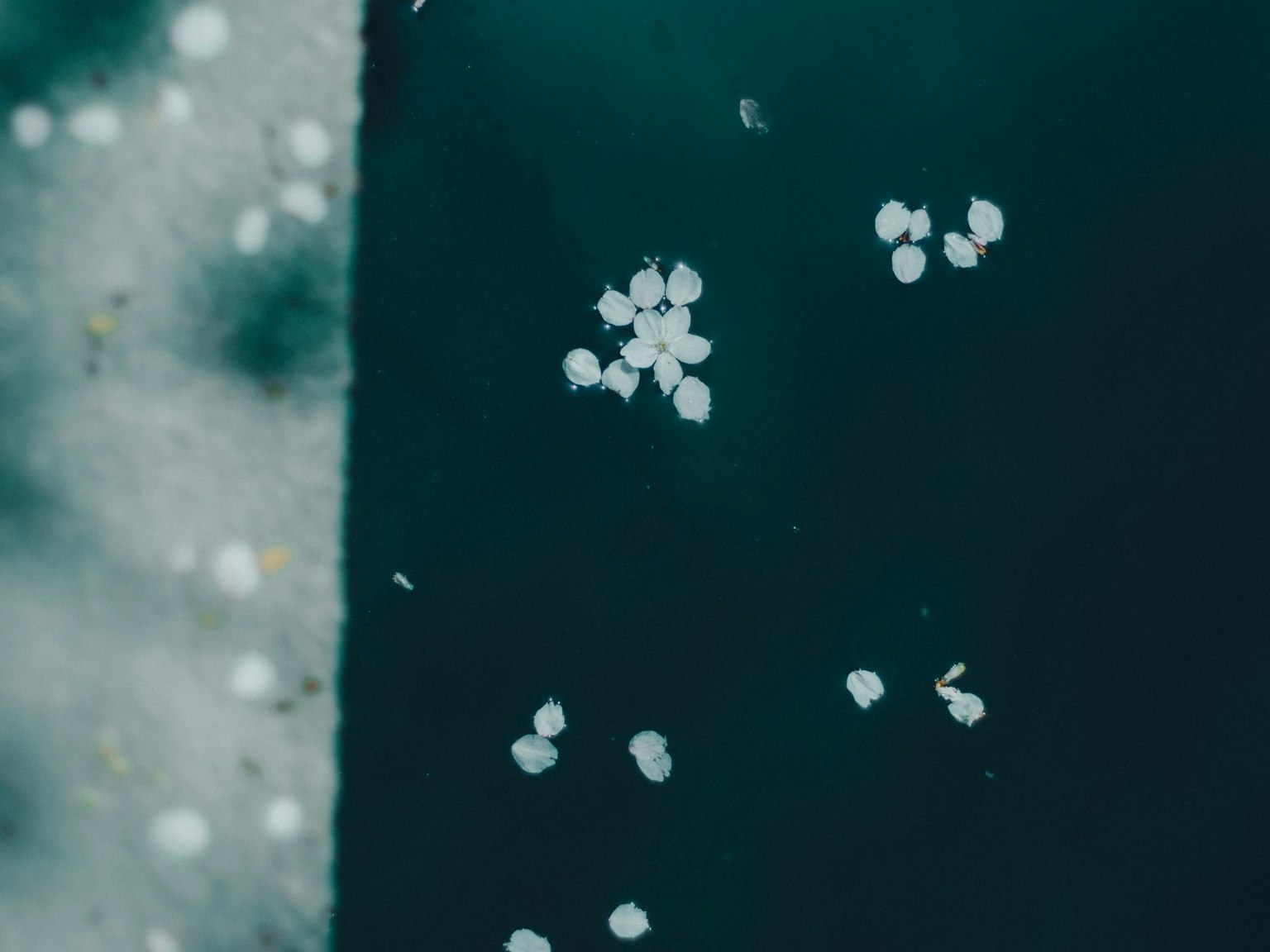 Pétalos blancos flotando en una superficie de agua oscura con fondo contrastante