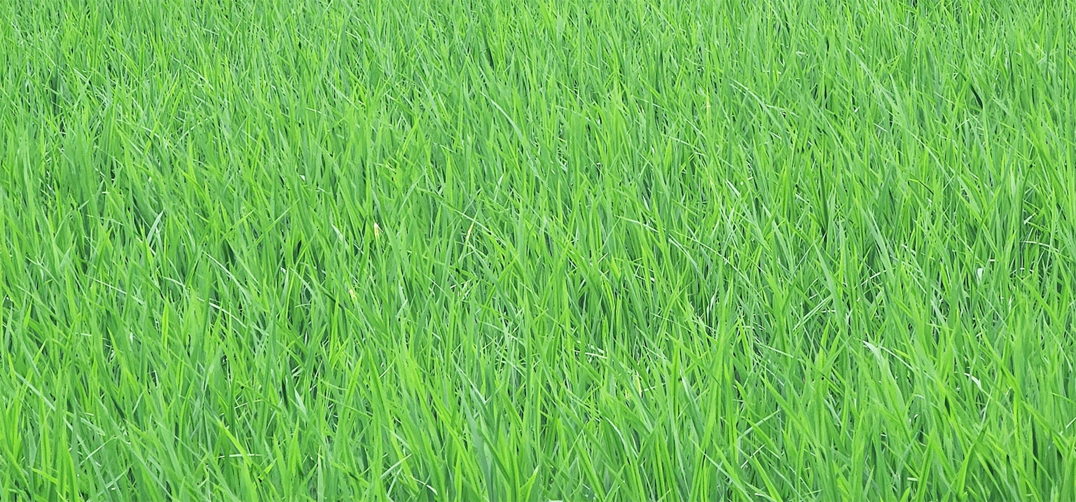 郁郁葱葱的绿色草地