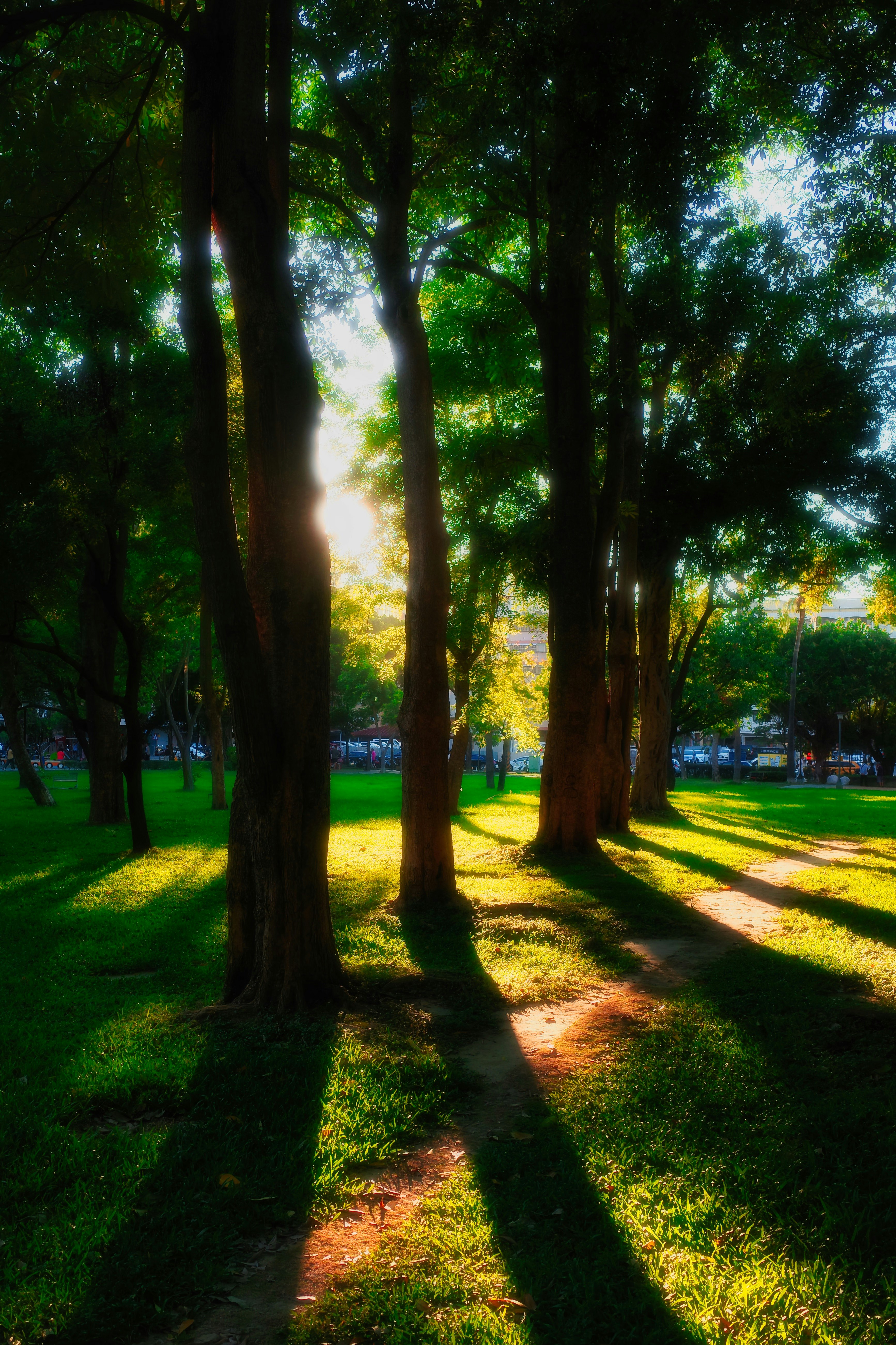 木々の並ぶ公園の小道と差し込む夕日