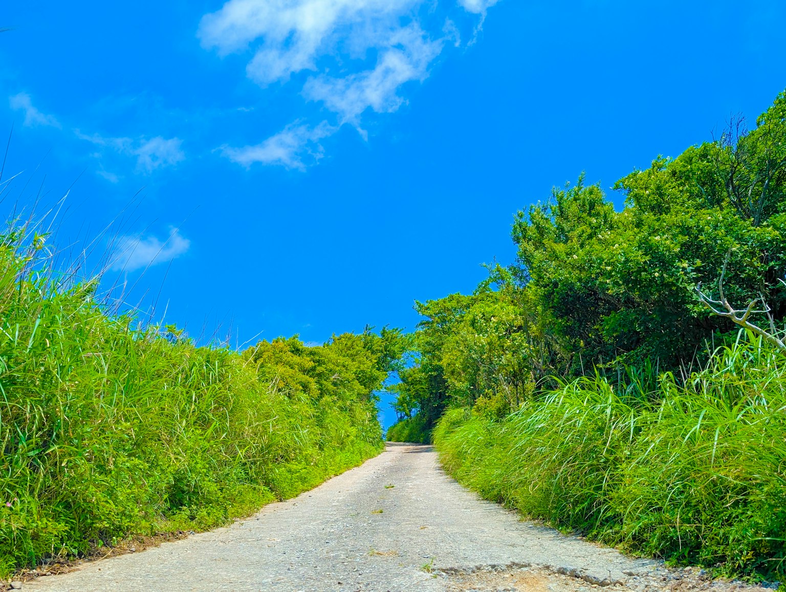 푸른 하늘 아래 울창한 녹지로 둘러싸인 구불구불한 도로의 경치