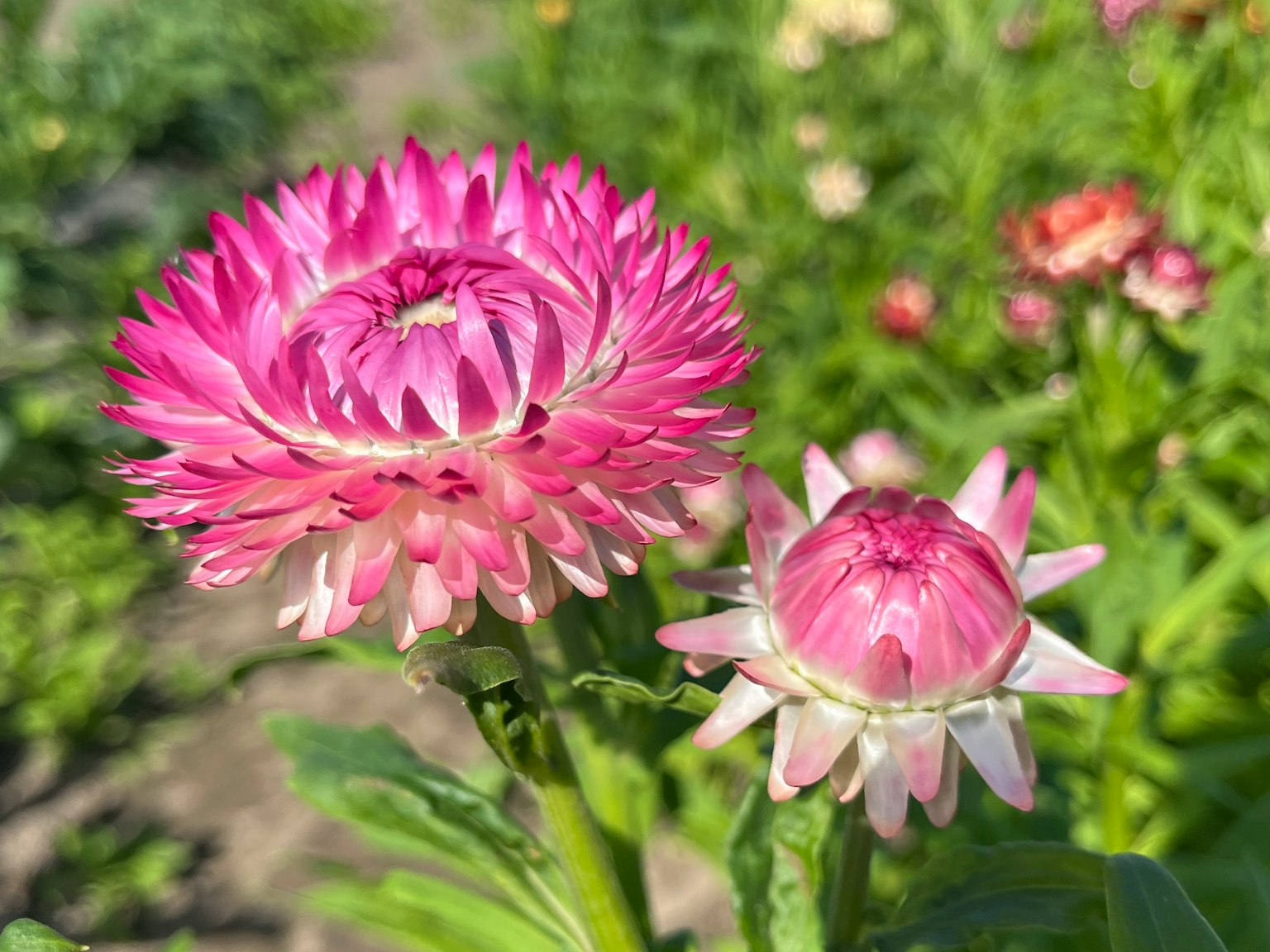 Fiore rosa vivace e bocciolo che fiorisce in un giardino