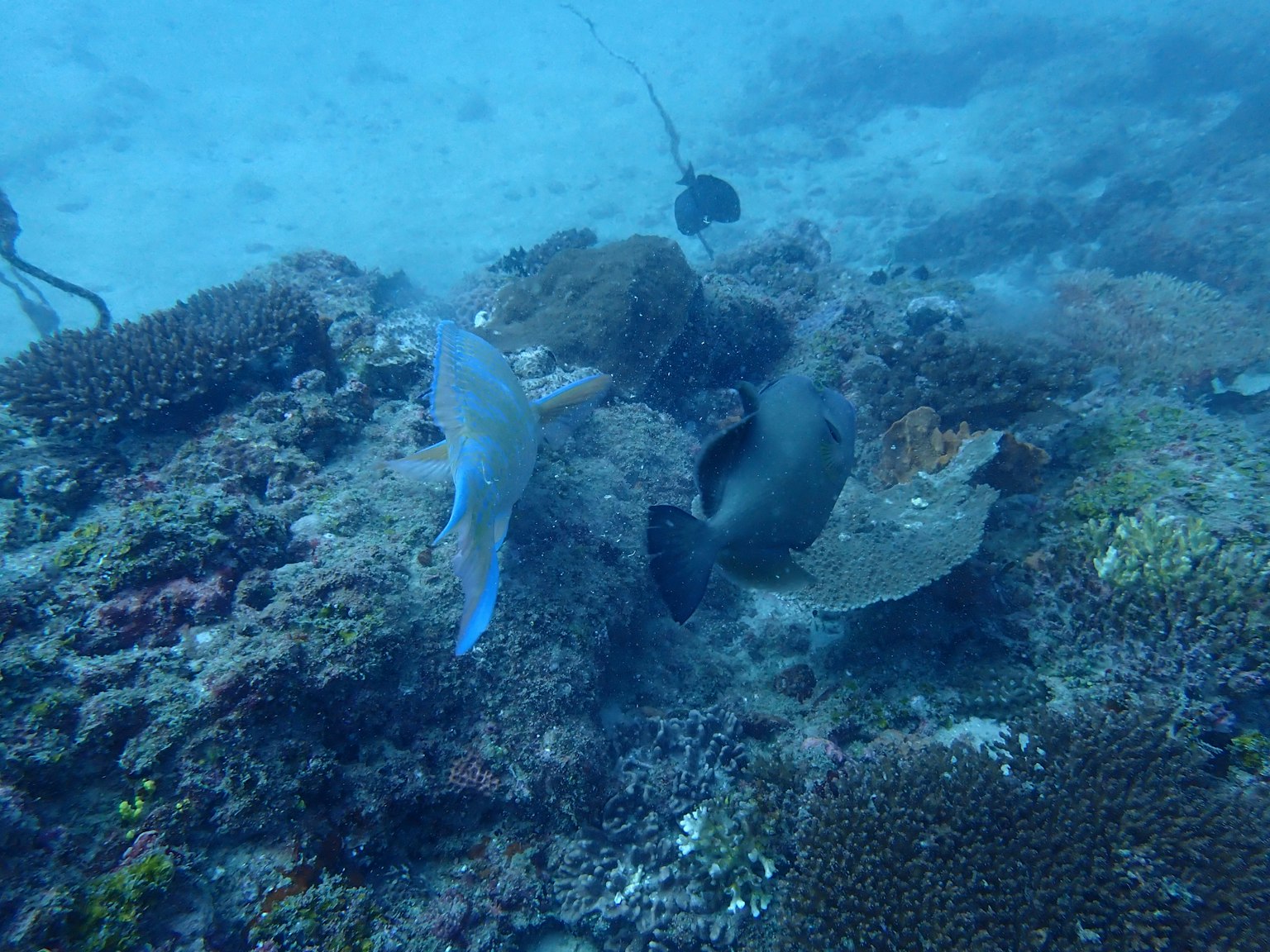Escena submarina con un pez azul y un pez oscuro nadando entre los arrecifes de coral