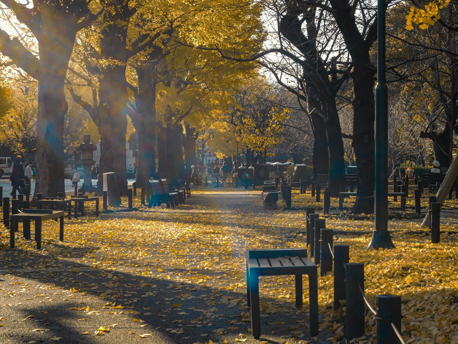 Un chemin de parc recouvert de feuilles jaunes et silhouettes d'arbres en automne