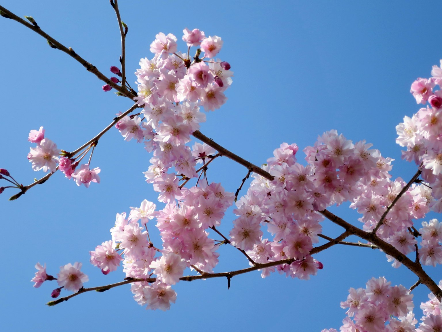 Cherry blossom branch against a blue sky