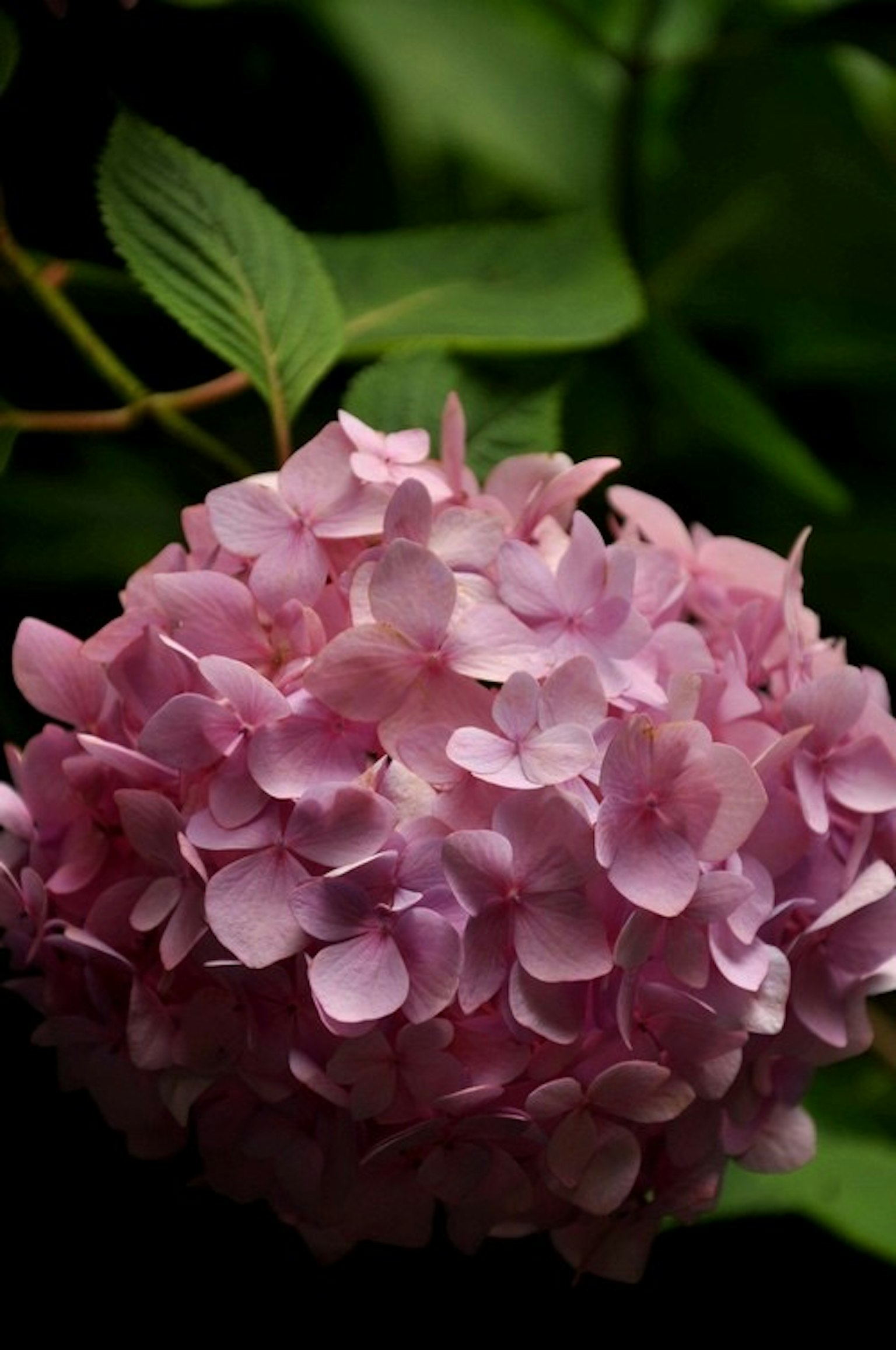 Un groupe de fleurs d'hortensia rose pâle entouré de feuilles vertes