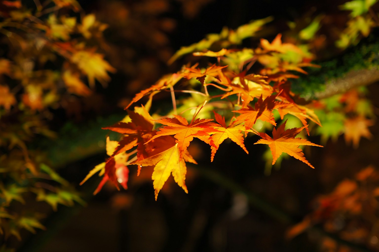 Daun maple musim gugur yang cerah dalam nuansa oranye dan kuning di cabang