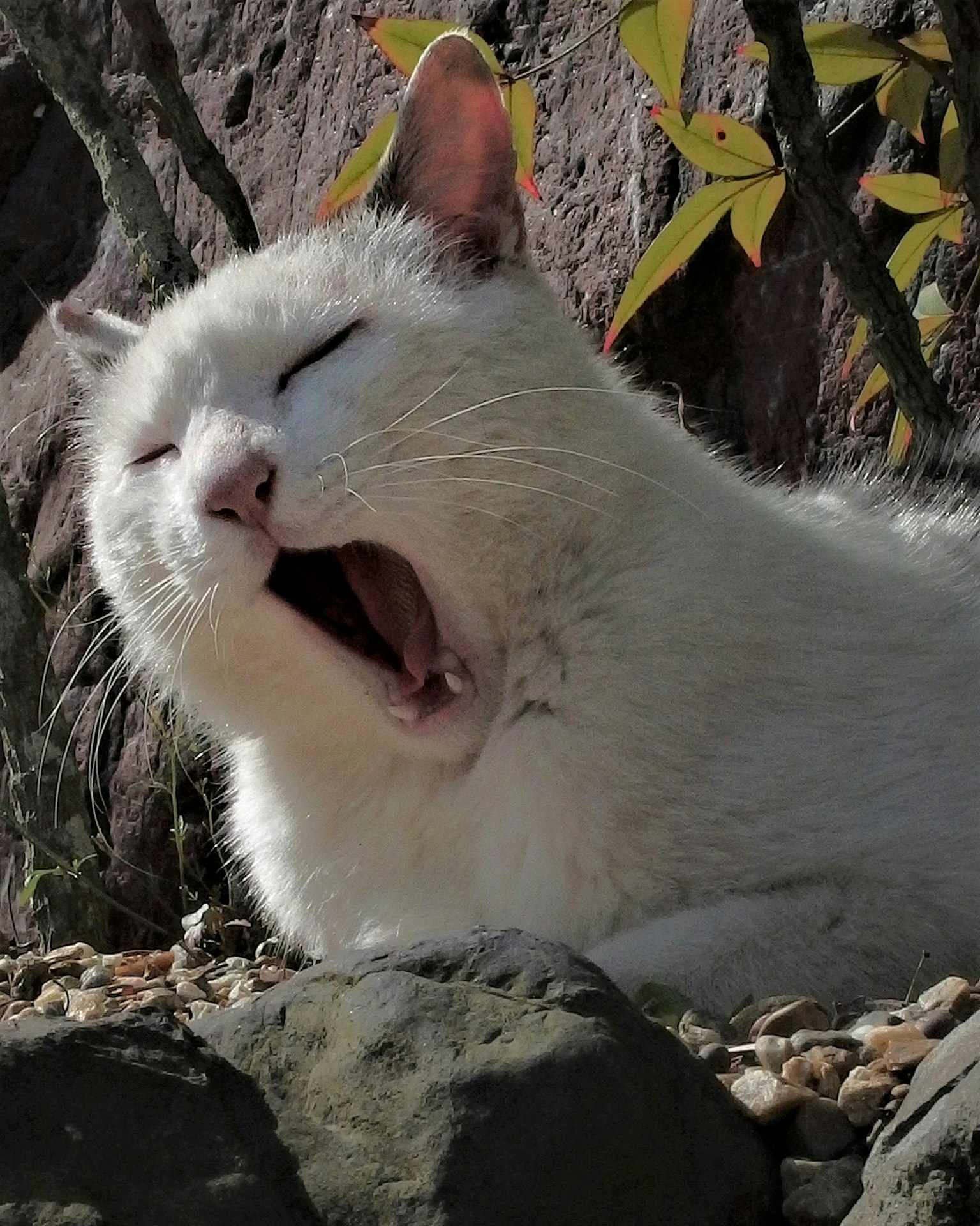 A white cat yawning in the sunlight relaxing among rocks