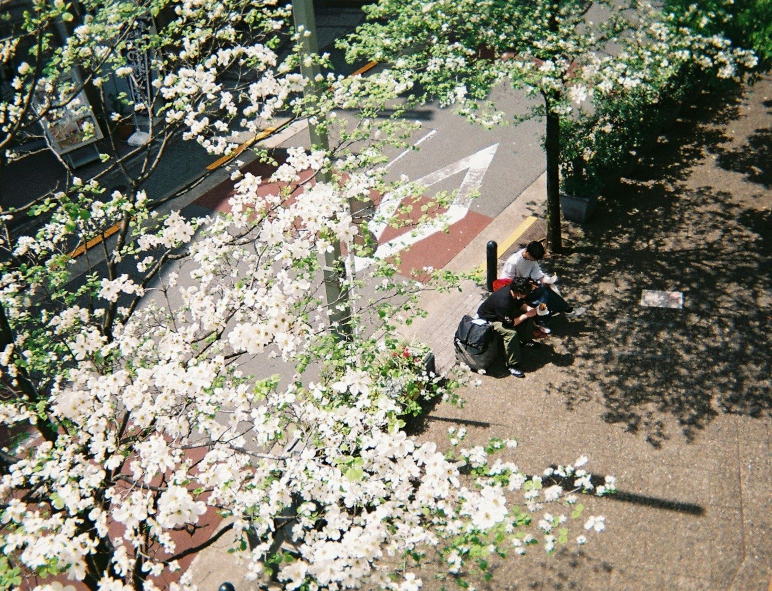 Una persona sentada bajo un árbol con flores blancas