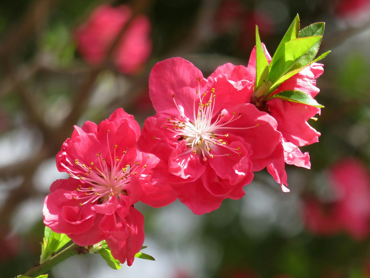 Primer plano de flores rosas vibrantes en una rama