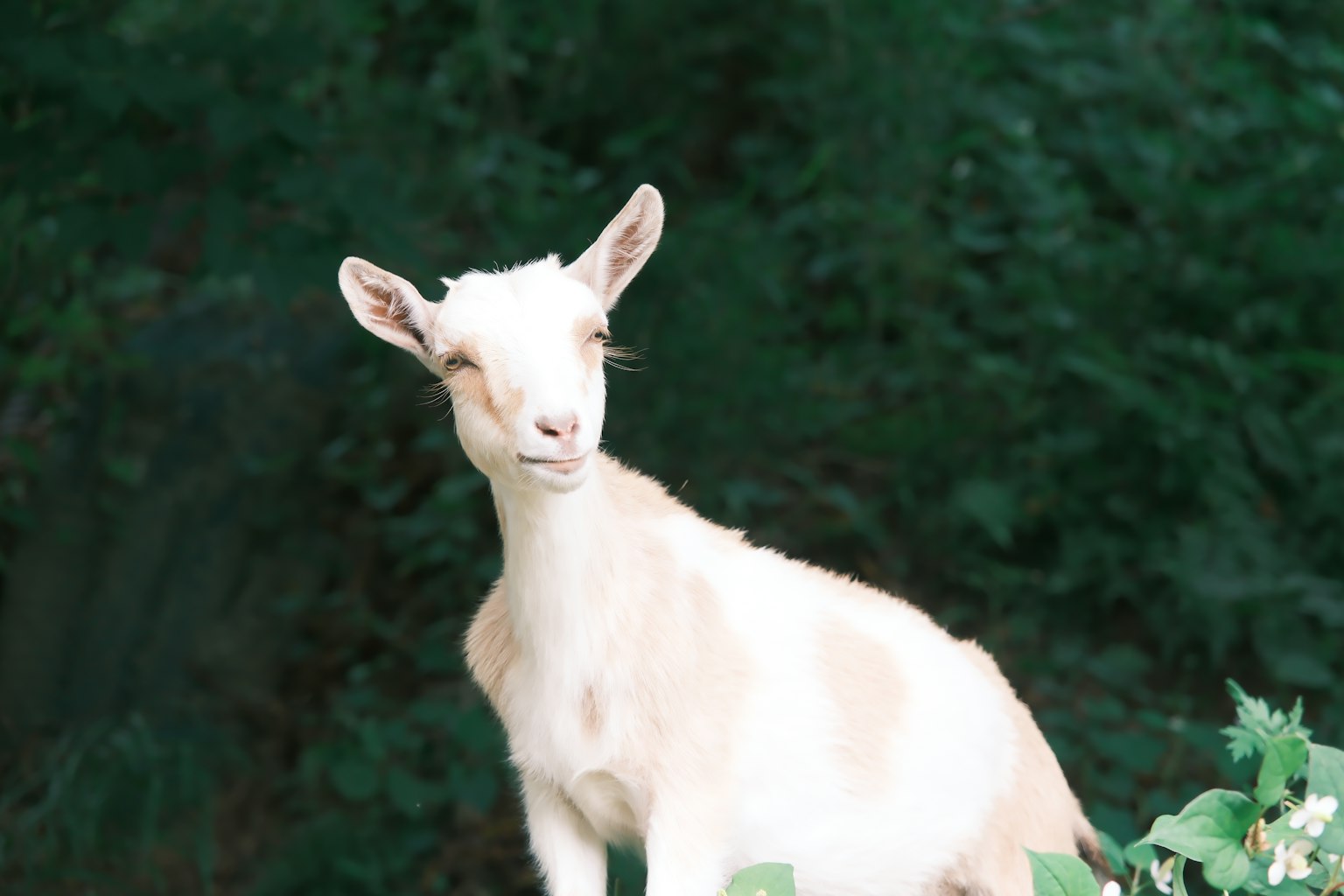 Una capra bianca si erge su uno sfondo verde