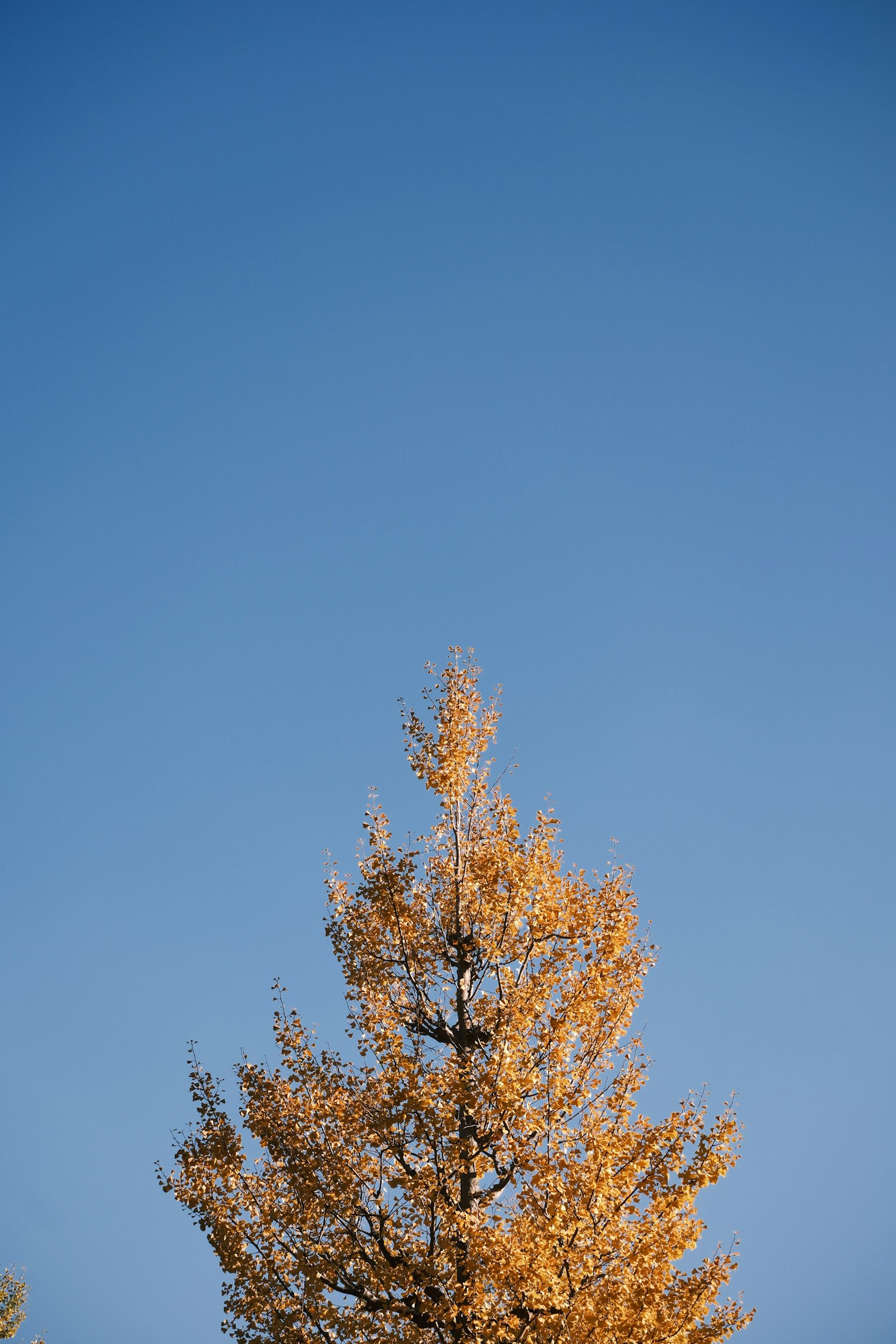 Golden tree top against a clear blue sky