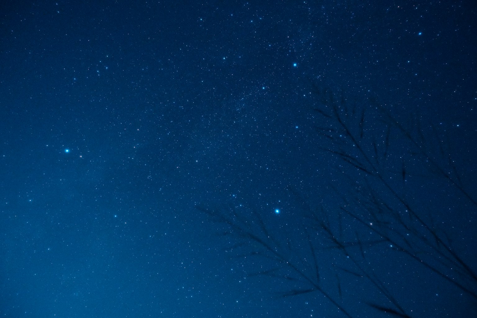 星空灿爛與植物剪影的夜空