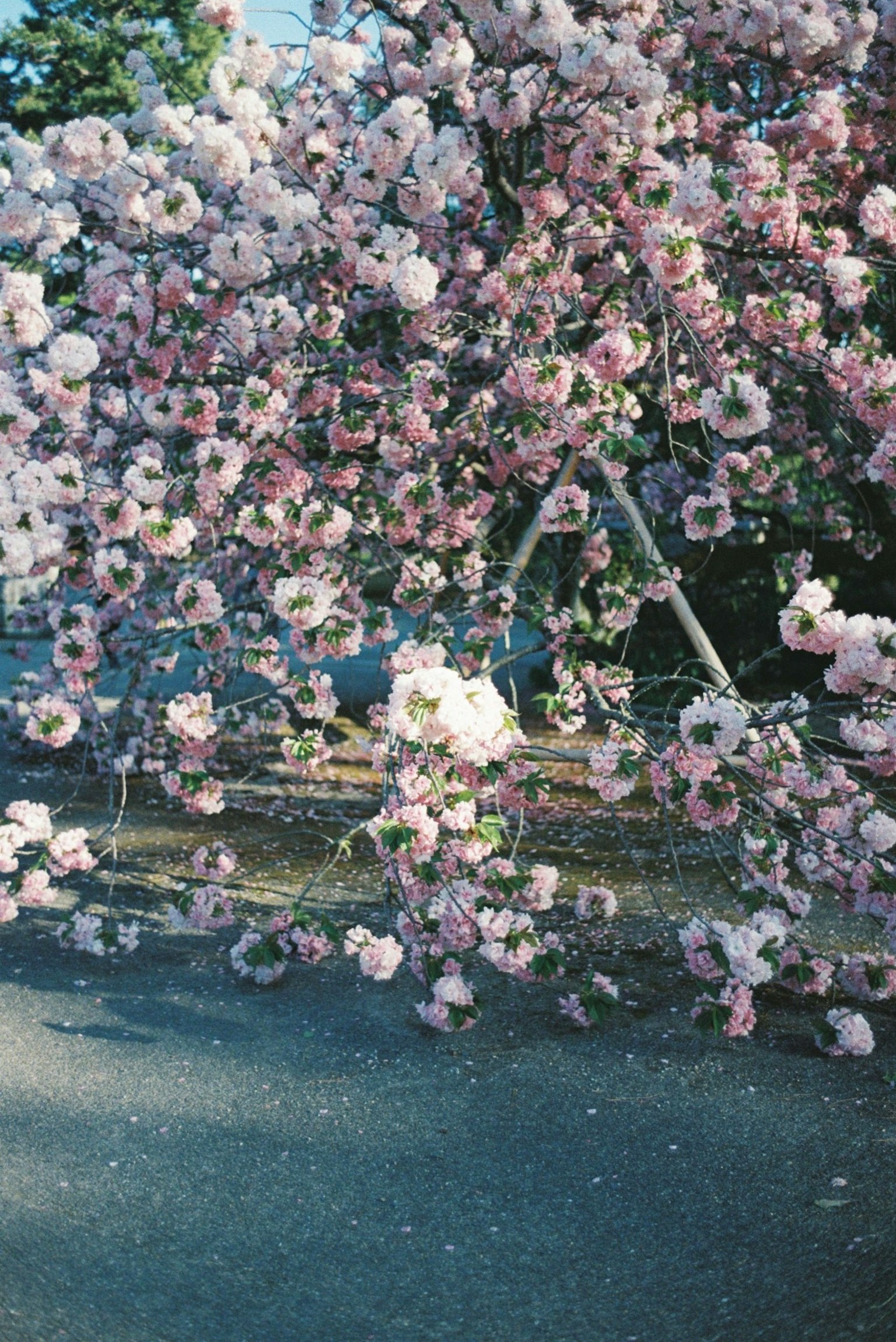 Un albero di ciliegio in fiore con fiori rosa e un sentiero sotto