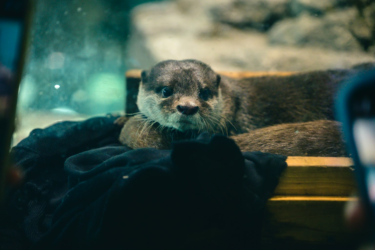 水族館中放鬆的水獺