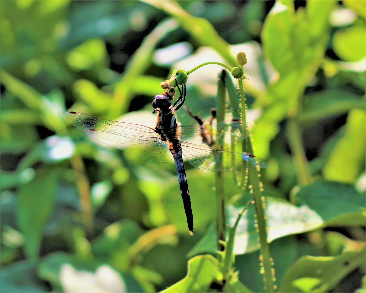Foto ravvicinata di una libellula appollaiata tra le foglie verdi