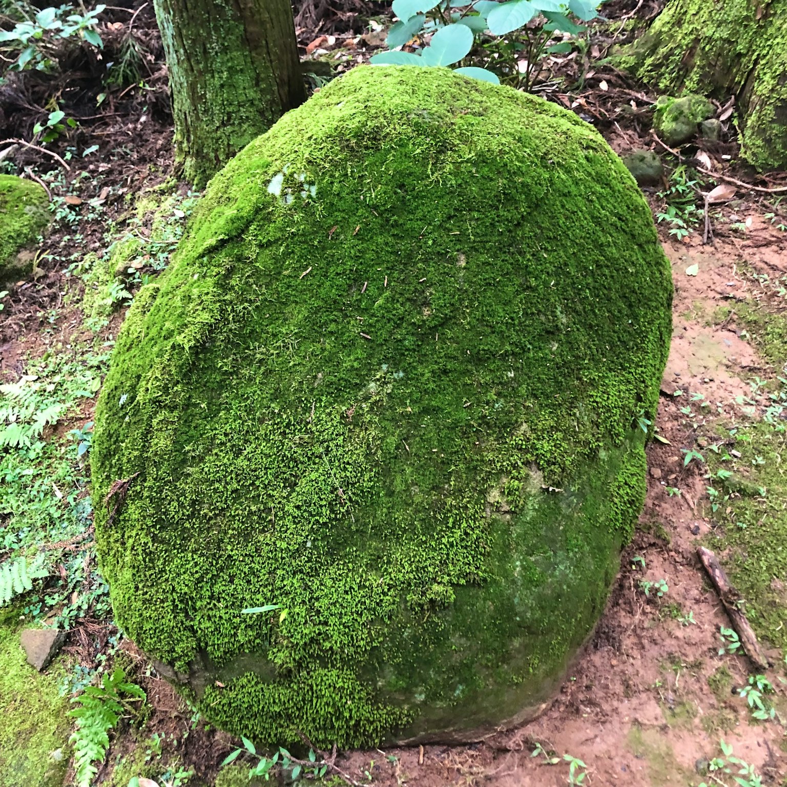 Une grande pierre recouverte de mousse verte dans une forêt
