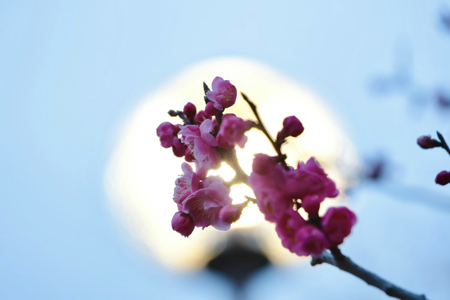 Ramo di fiori rosa su uno sfondo blu chiaro con una luce sfocata