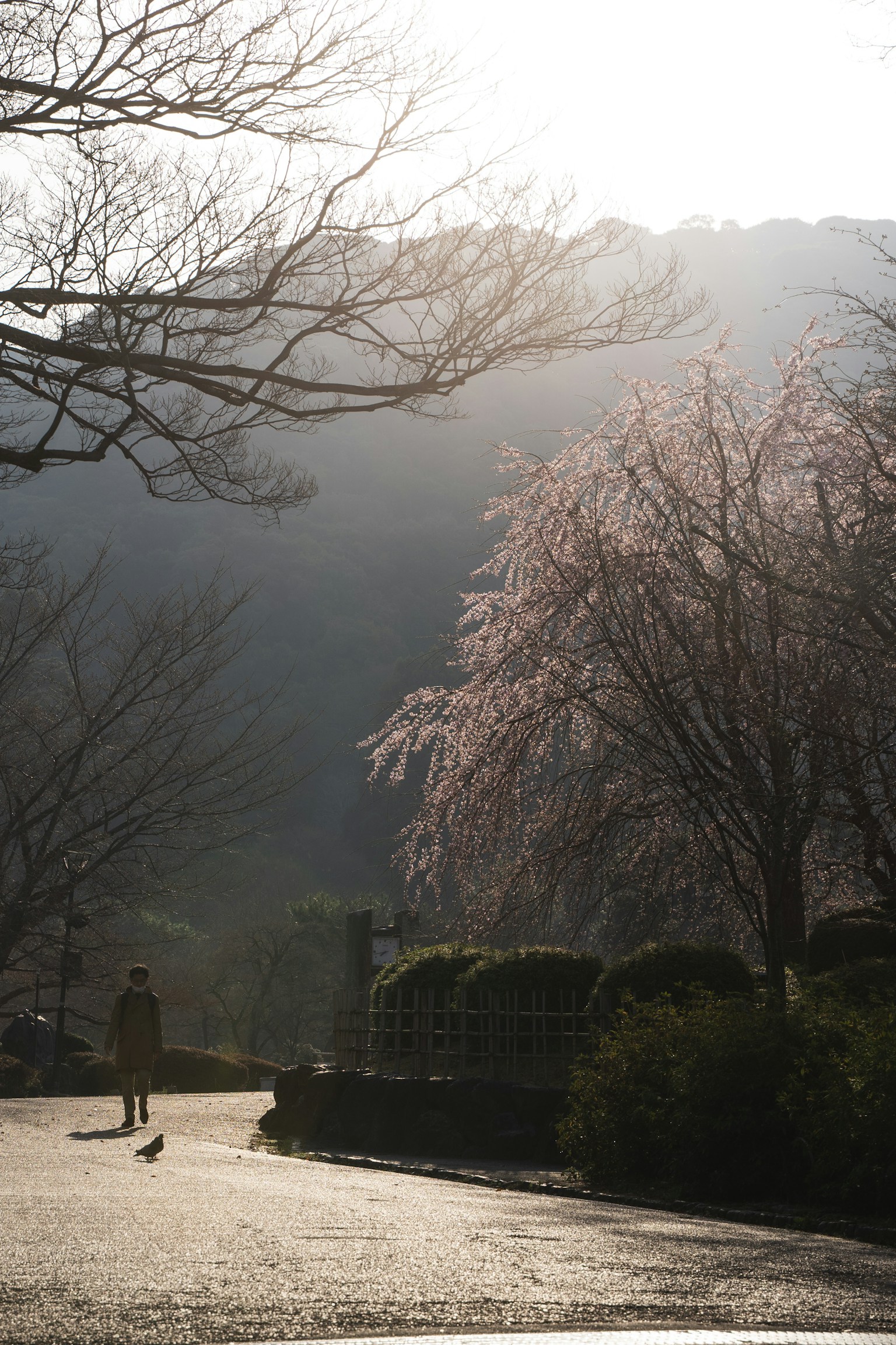 Una persona che cammina lungo un sentiero del parco con alberi di ciliegio in fiore e montagne sullo sfondo