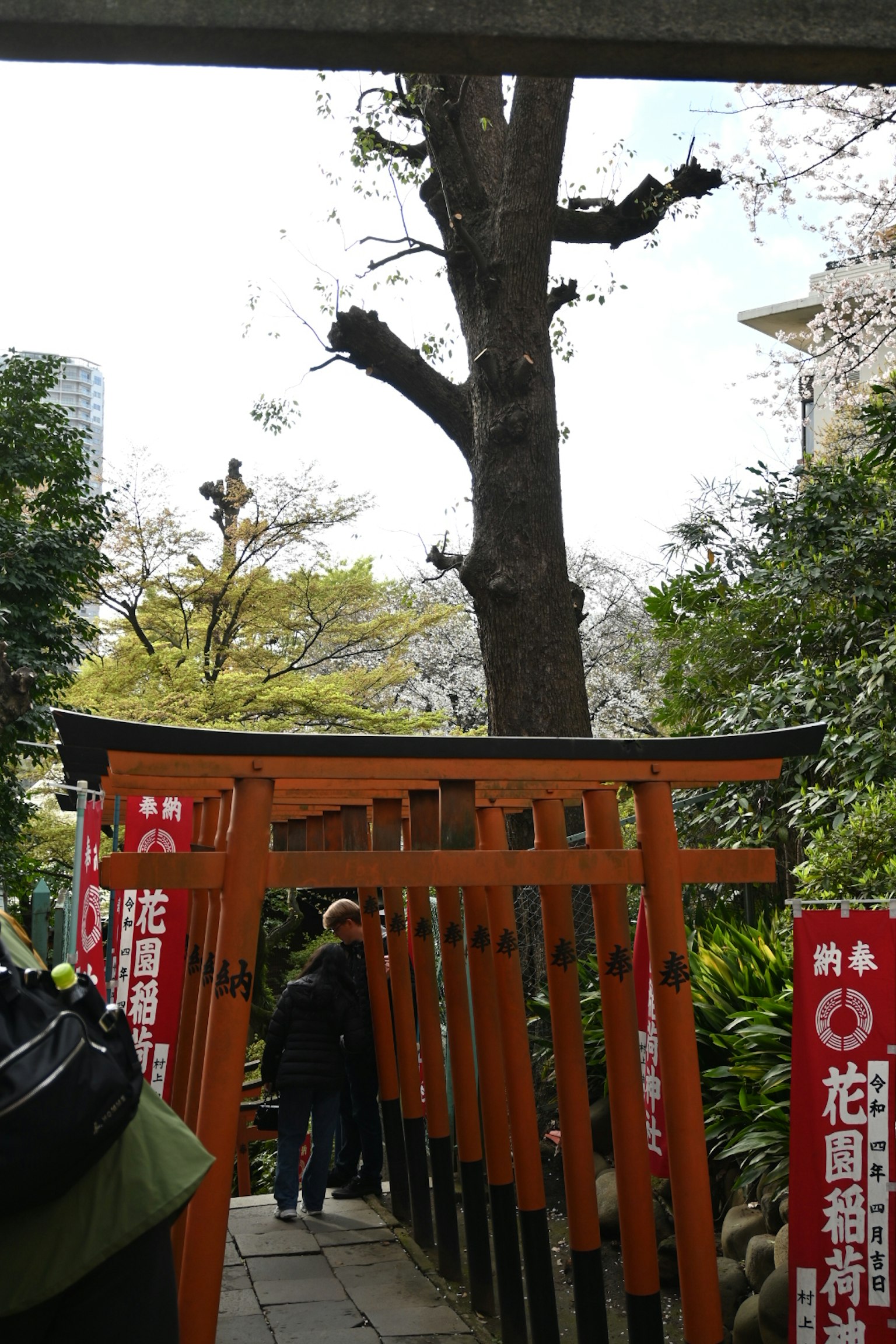 Sendero flanqueado por torii rojos y árboles verdes