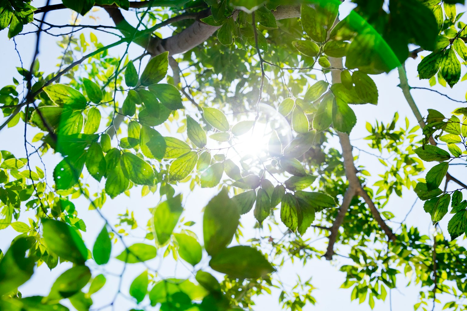 Luce del sole che filtra attraverso foglie verdi contro un cielo blu