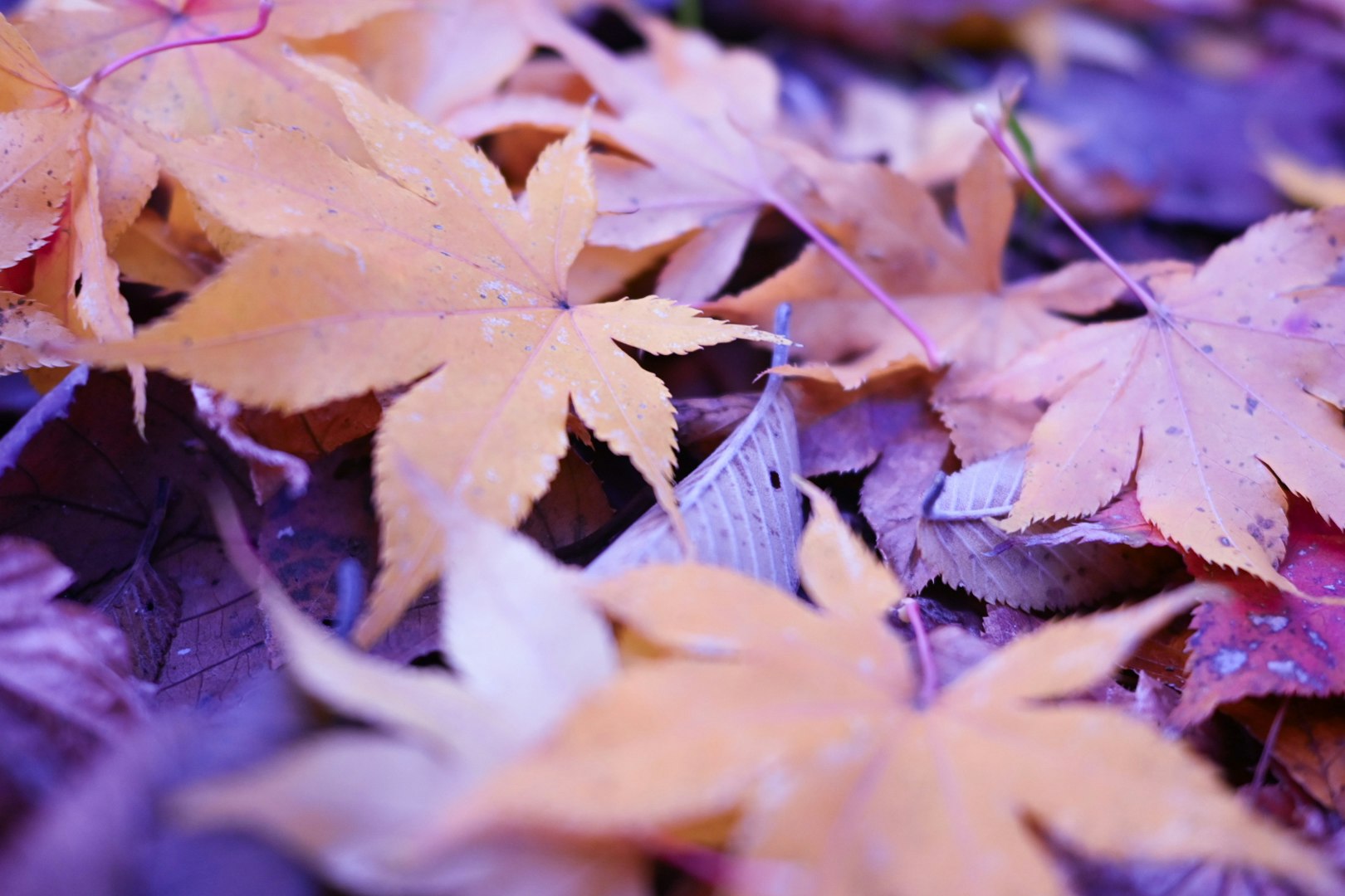 autumn maple leaves scattered on the ground