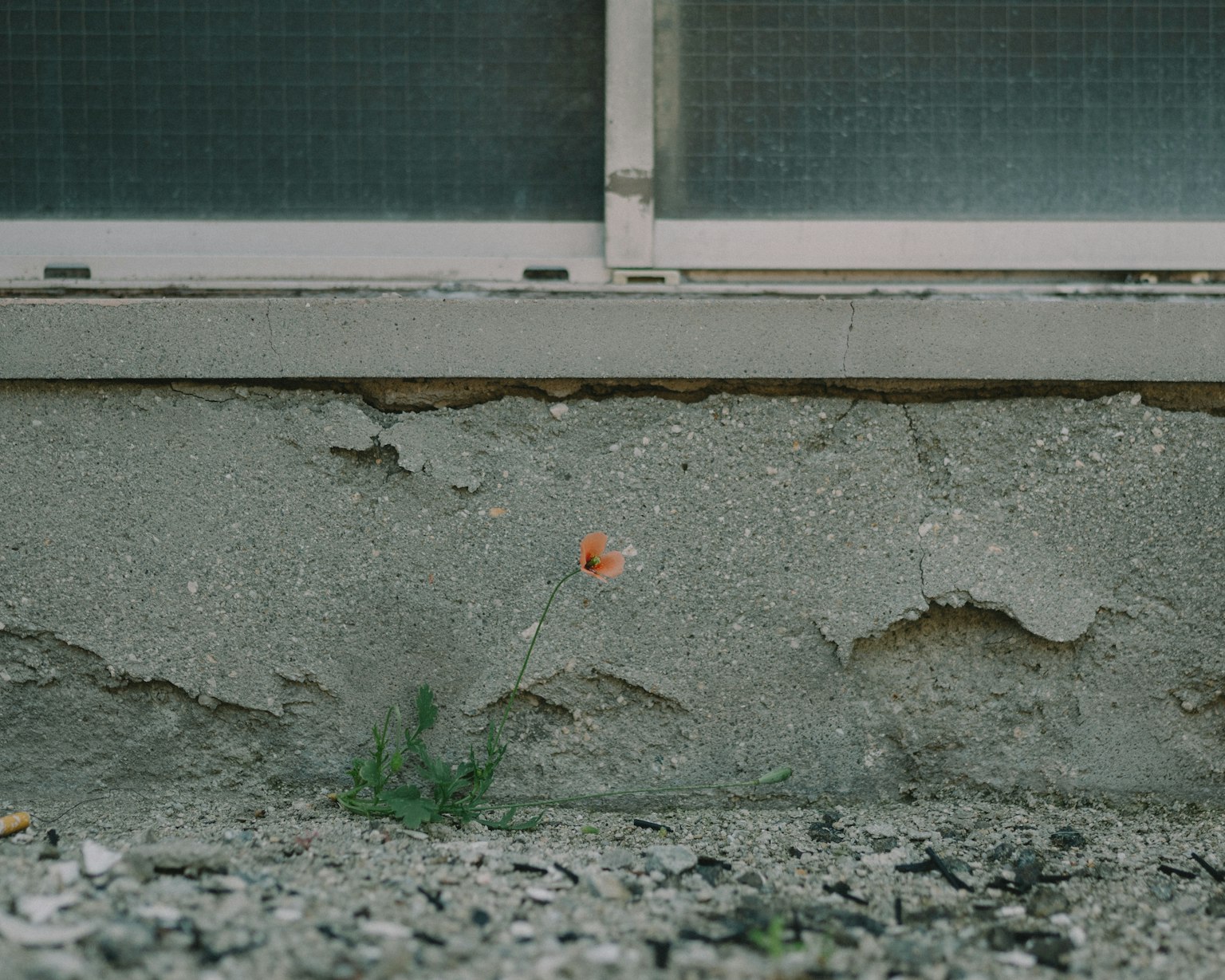 Immagine di un muro di cemento con una piccola pianta che cresce alla base