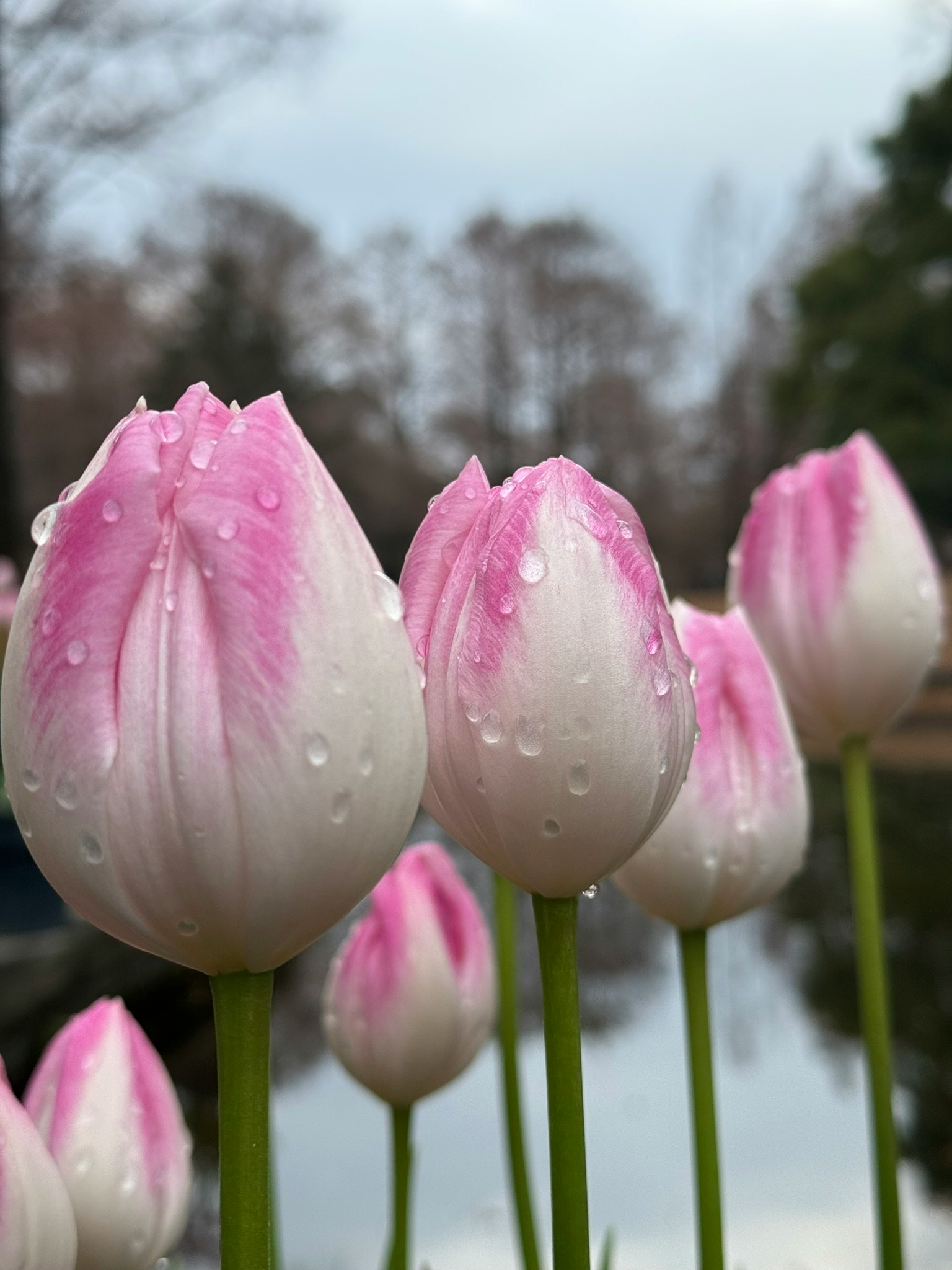 A cluster of pink and white tulips with droplets of water arranged beside a pond