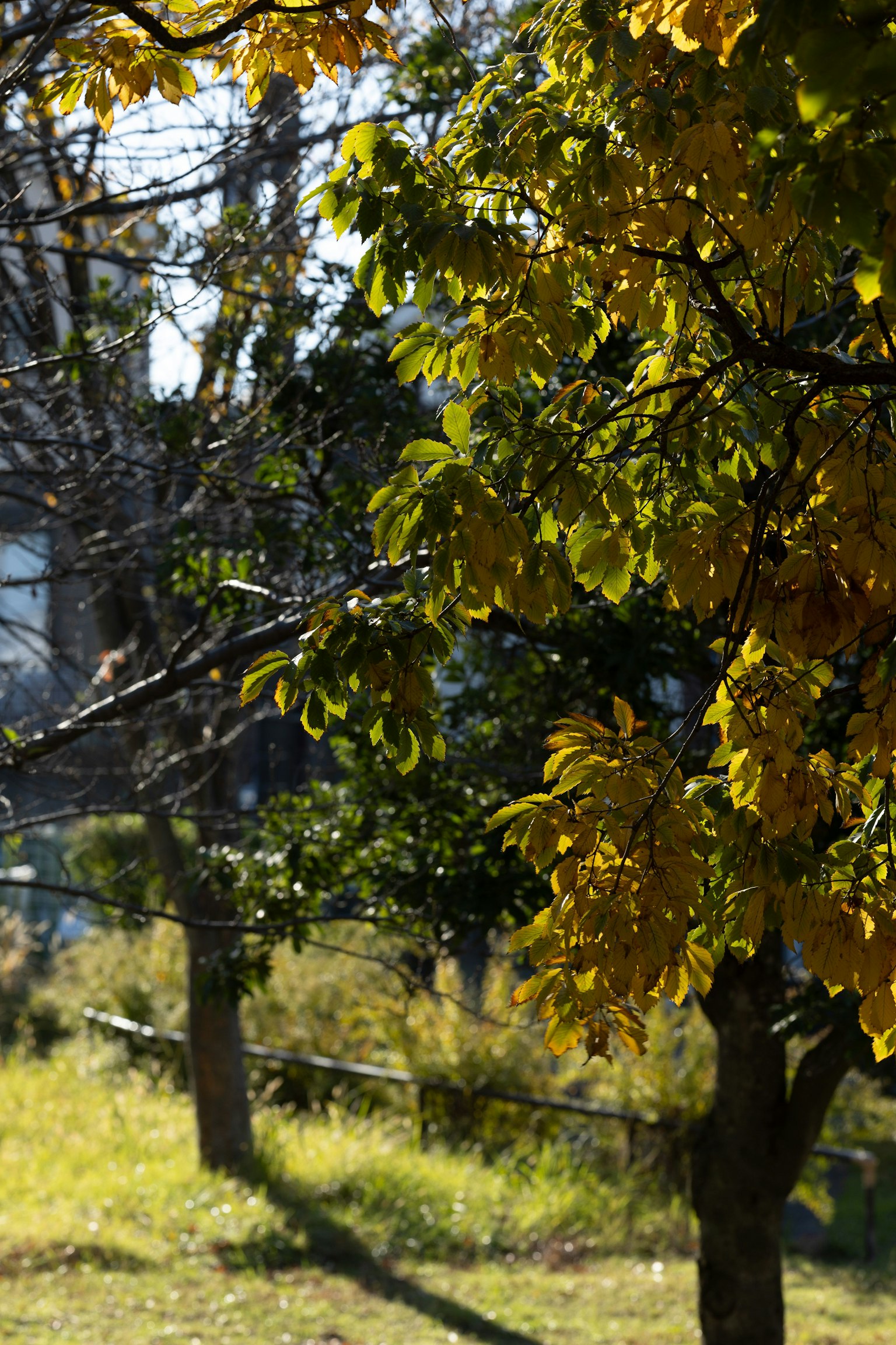 ทิวทัศน์สวนที่มีใบไม้ฤดูใบไม้ร่วงต้นไม้สีเขียวและสีเหลือง