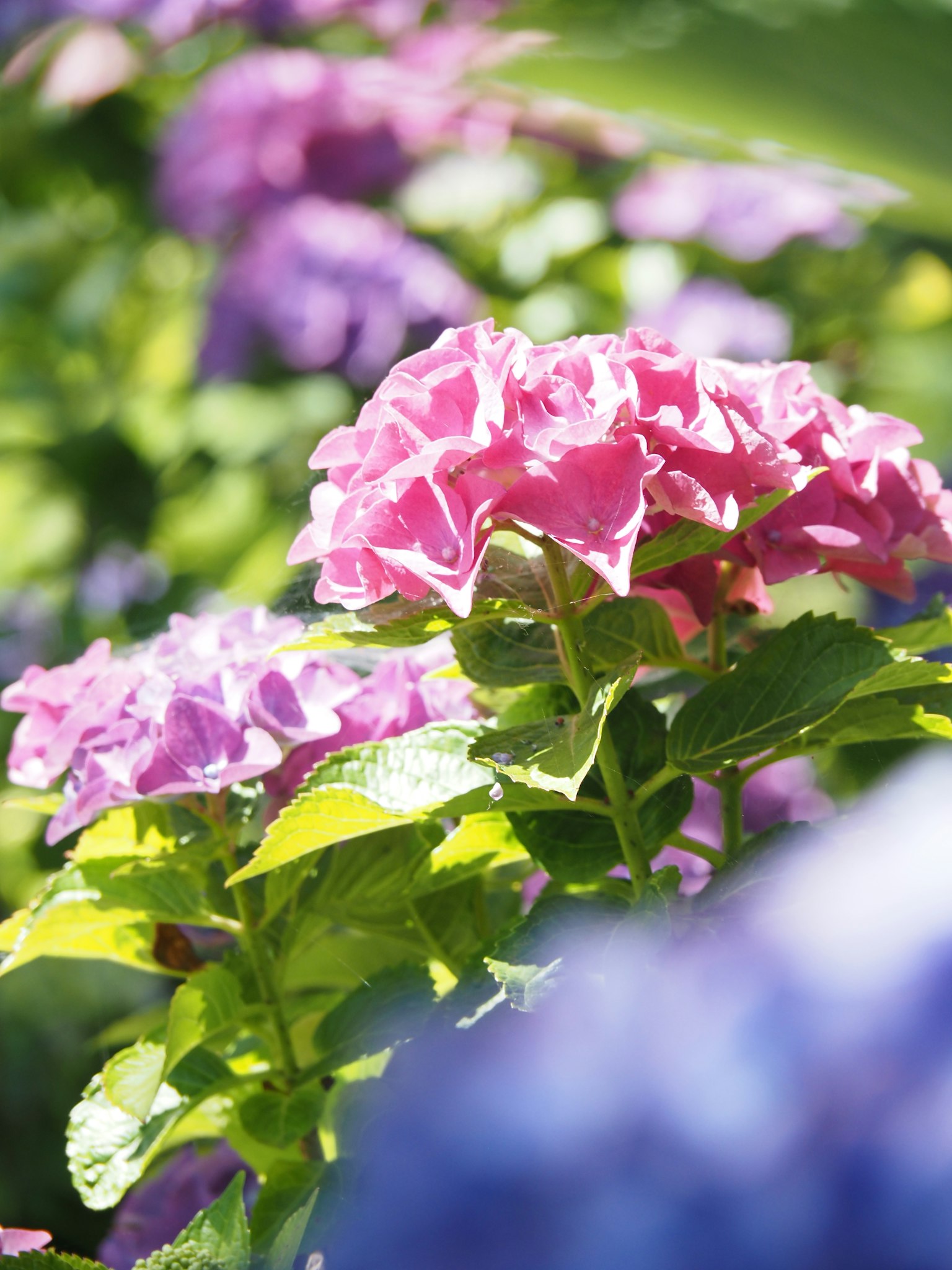 Bunga hortensia berwarna-warni mekar di taman
