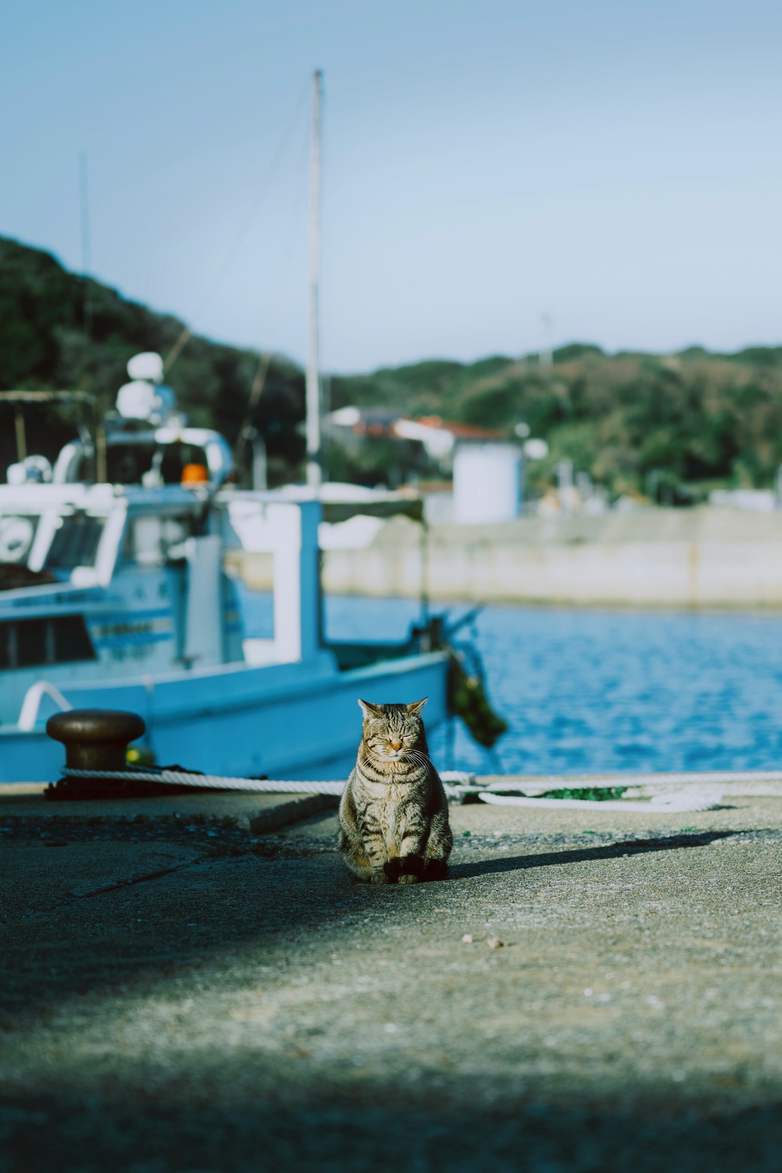港に座っている猫と青い海の背景